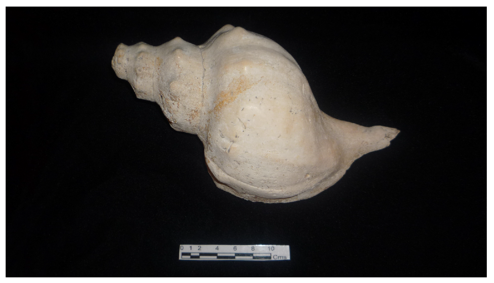 Shell Trumpet Shape Modelling of Shell Trumpet Overtones and Acoustics of Helicoidal Geometries