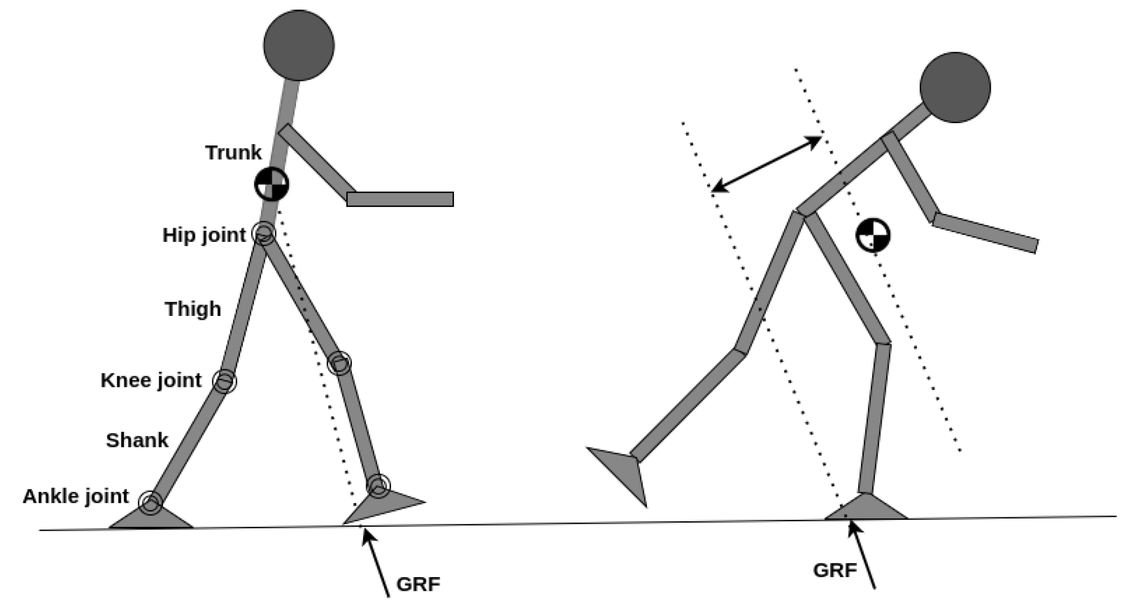 Solved EXERCISE 4 THE BIPEDAL GAIT Work in a group to