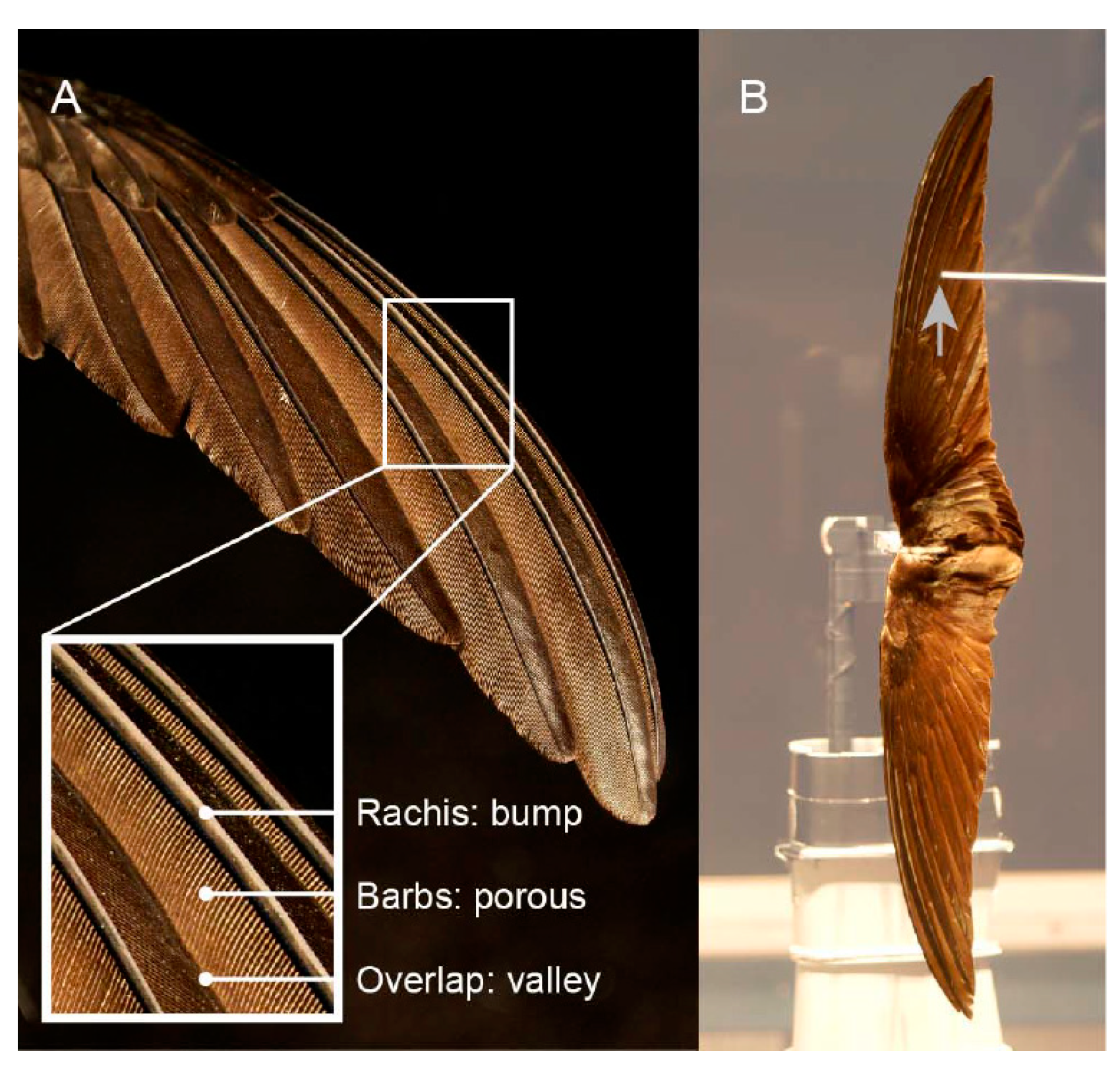 Research sheds light on how patterns form in bird feathers