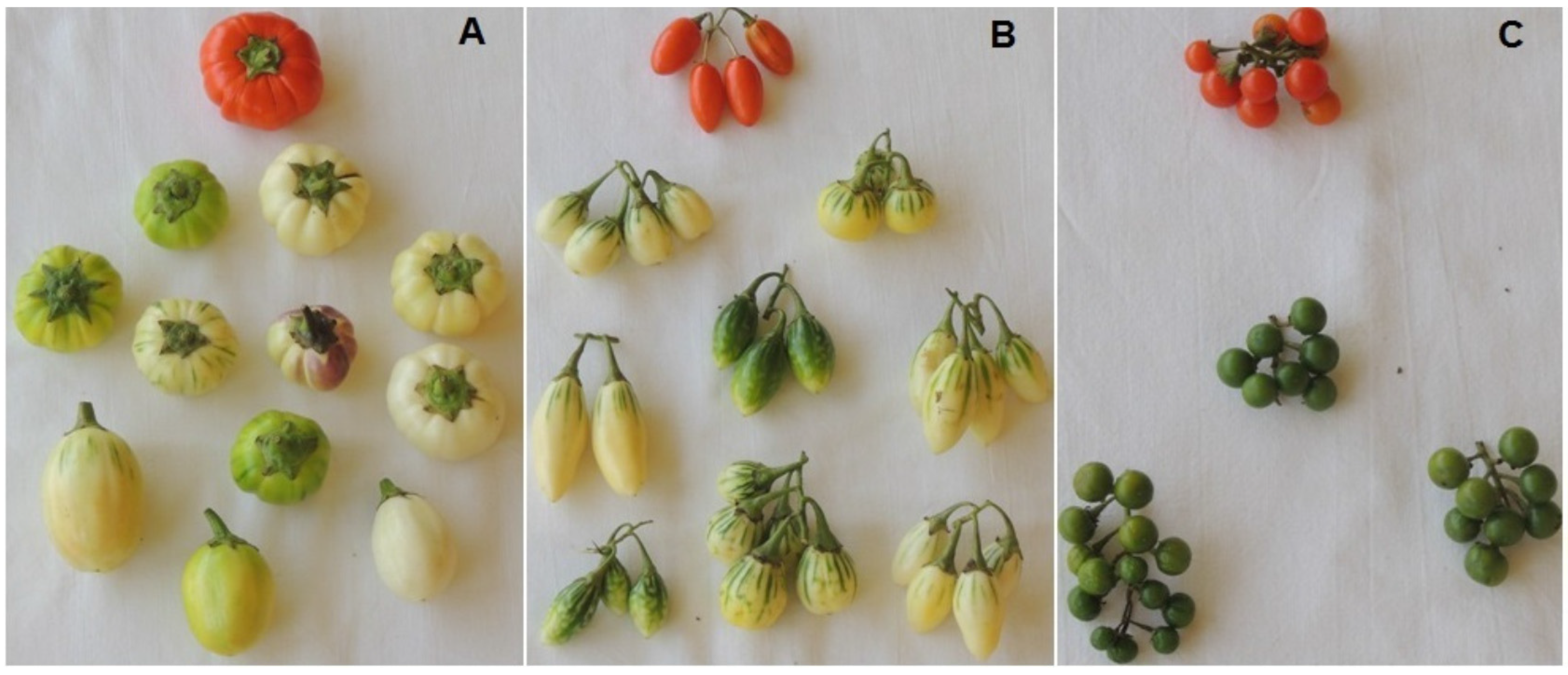 Representative fruits of each of the scarlet eggplant complex (S.
