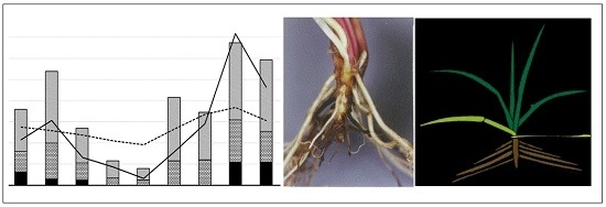 Agriculture | Free Full-Text | Do Phytomer Models of Plant Morphology Describe Perennial Ryegrass Root Data from Field Swards?