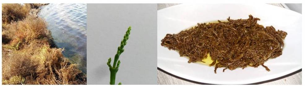 Sea Asparagus (Salt Substitute) Cork Top