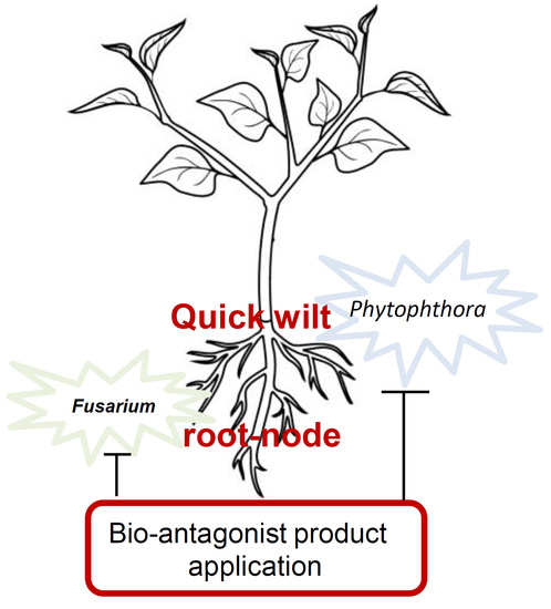 Agriculture | Free Full-Text | Combined Application of Rhizosphere