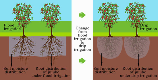 Agriculture | Free Full-Text | Adapting Root Distribution and Improving ...