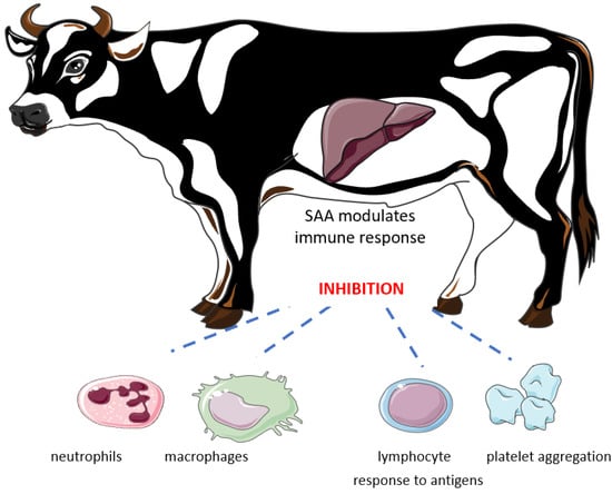 Agriculture | Free Full-Text | Diagnostic Use of Serum Amyloid A in Dairy  Cattle