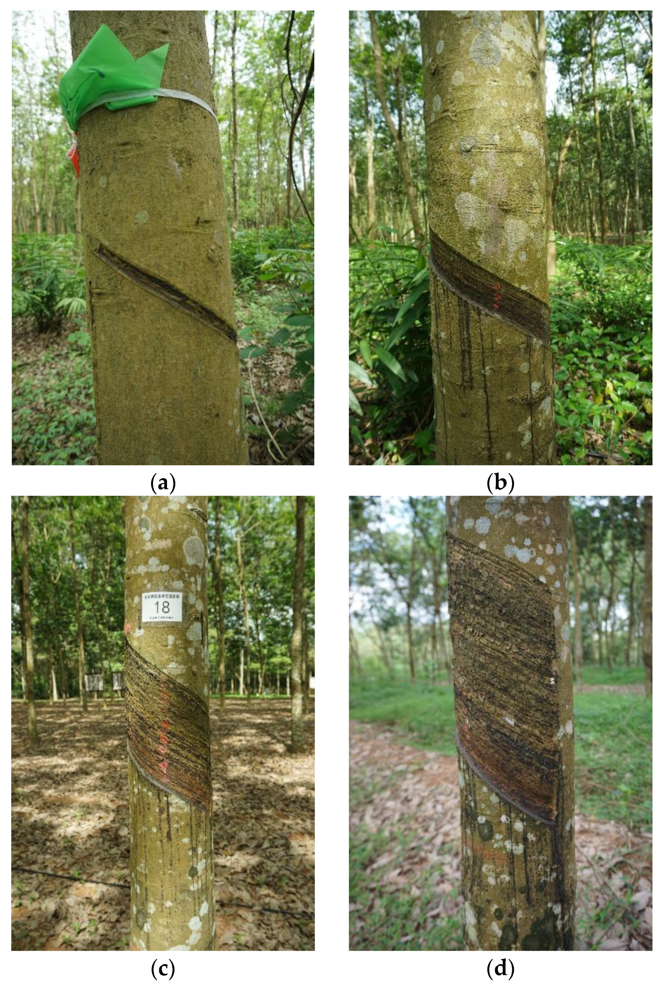 Tapping Trees for Natural Rubber