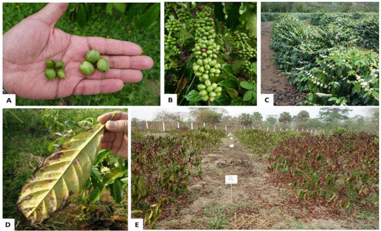 Agriculture | Free Full-Text | Strategies for Robusta Coffee (Coffea ...