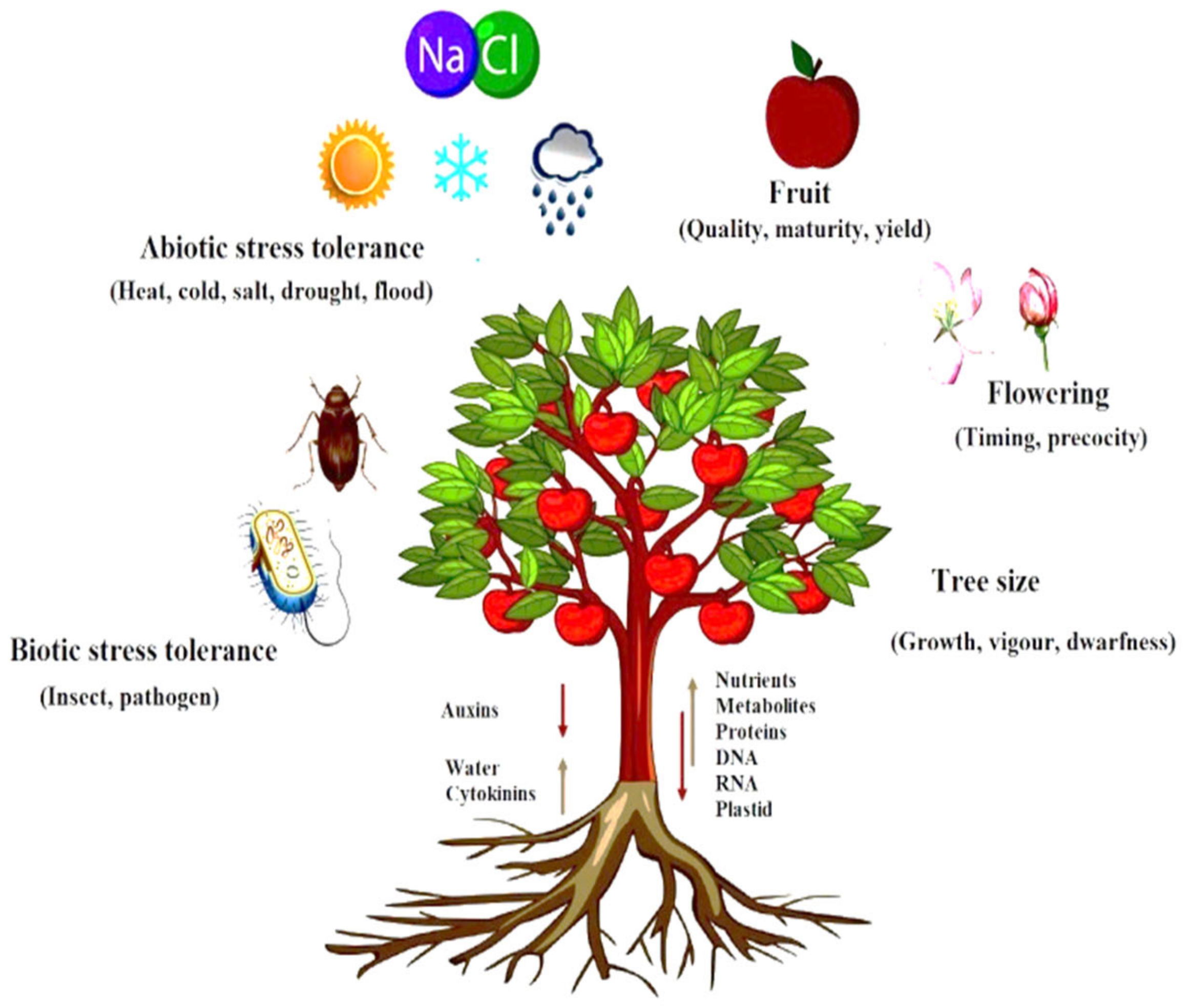 apple tree flower diagram