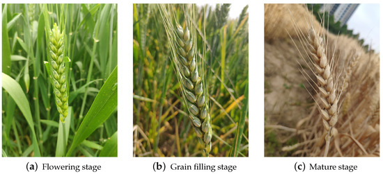 Agriculture | Free Full-Text | YOLOv5s-T: A Lightweight Small Object ...