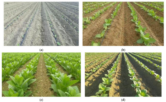 Agriculture | Free Full-Text | Navigation Line Extraction Method for ...