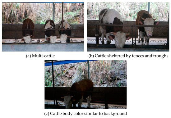 Agriculture | Free Full-Text | Real-Time Cattle Pose Estimation Based ...