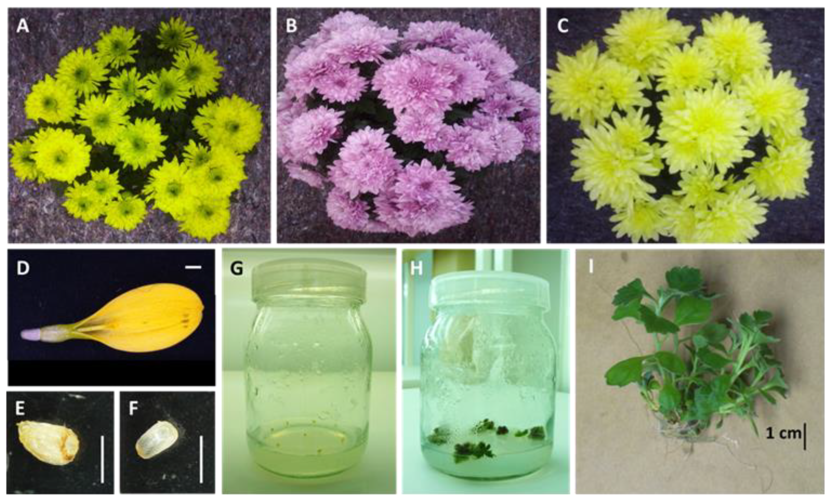 Researchers make breakthrough in thrips control in chrysanthemum