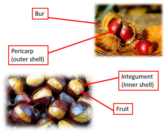 The Nutritional Benefits and Sustainable By-Product Utilization of ...