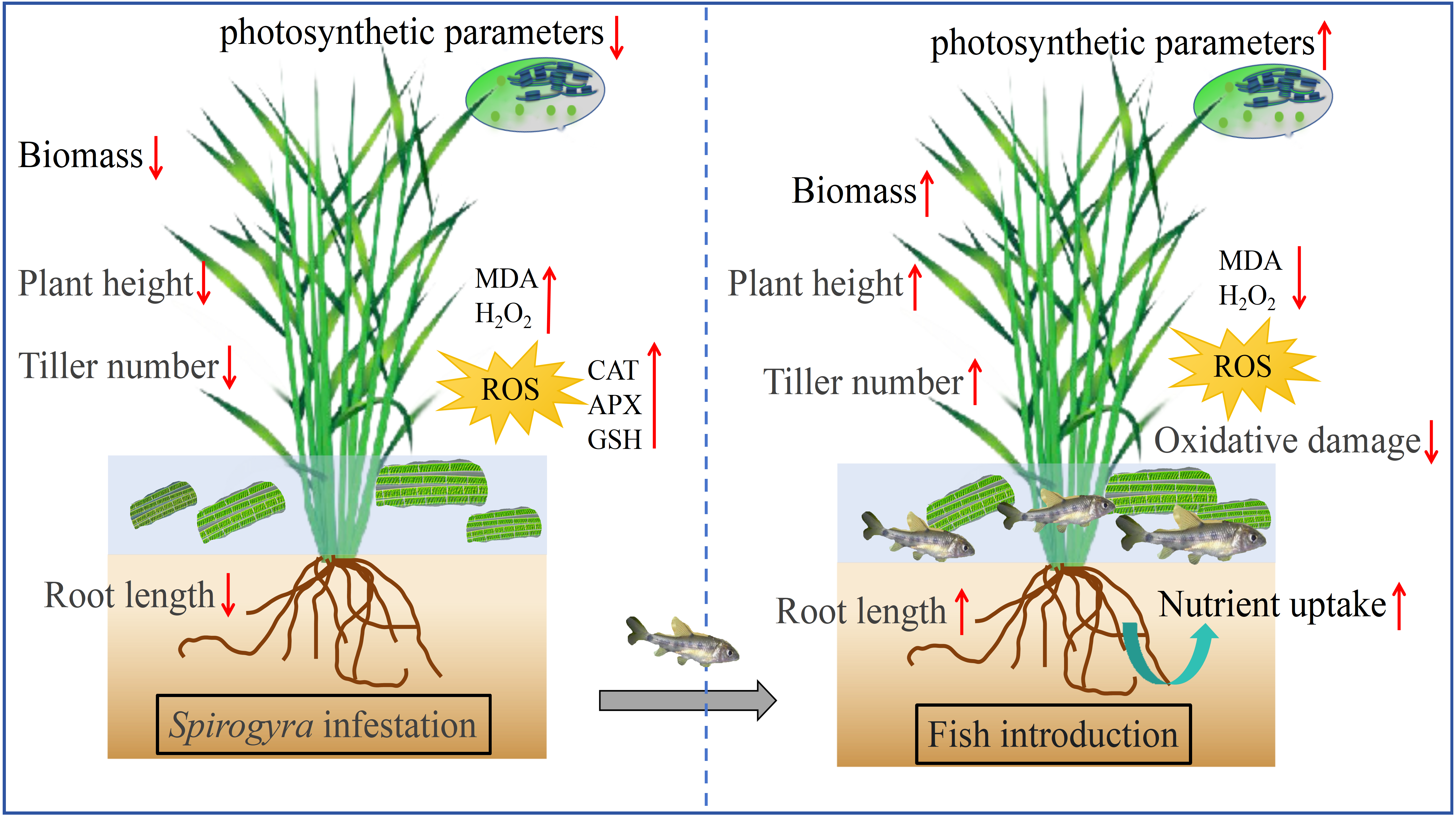 Developing Native Fish to Control Spirogyra in Paddy Fields for