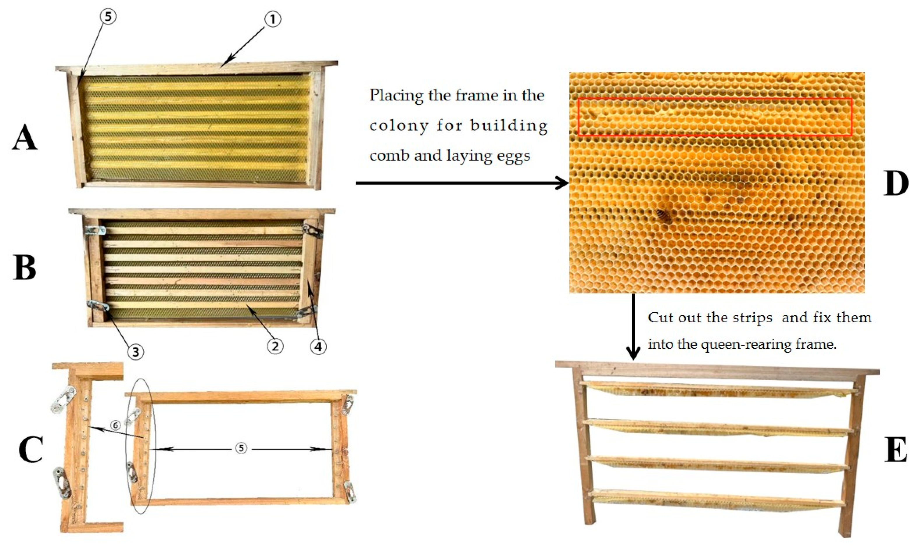 Effects of Queen Rearing Technology of Apis cerana by Cutting Comb on ...