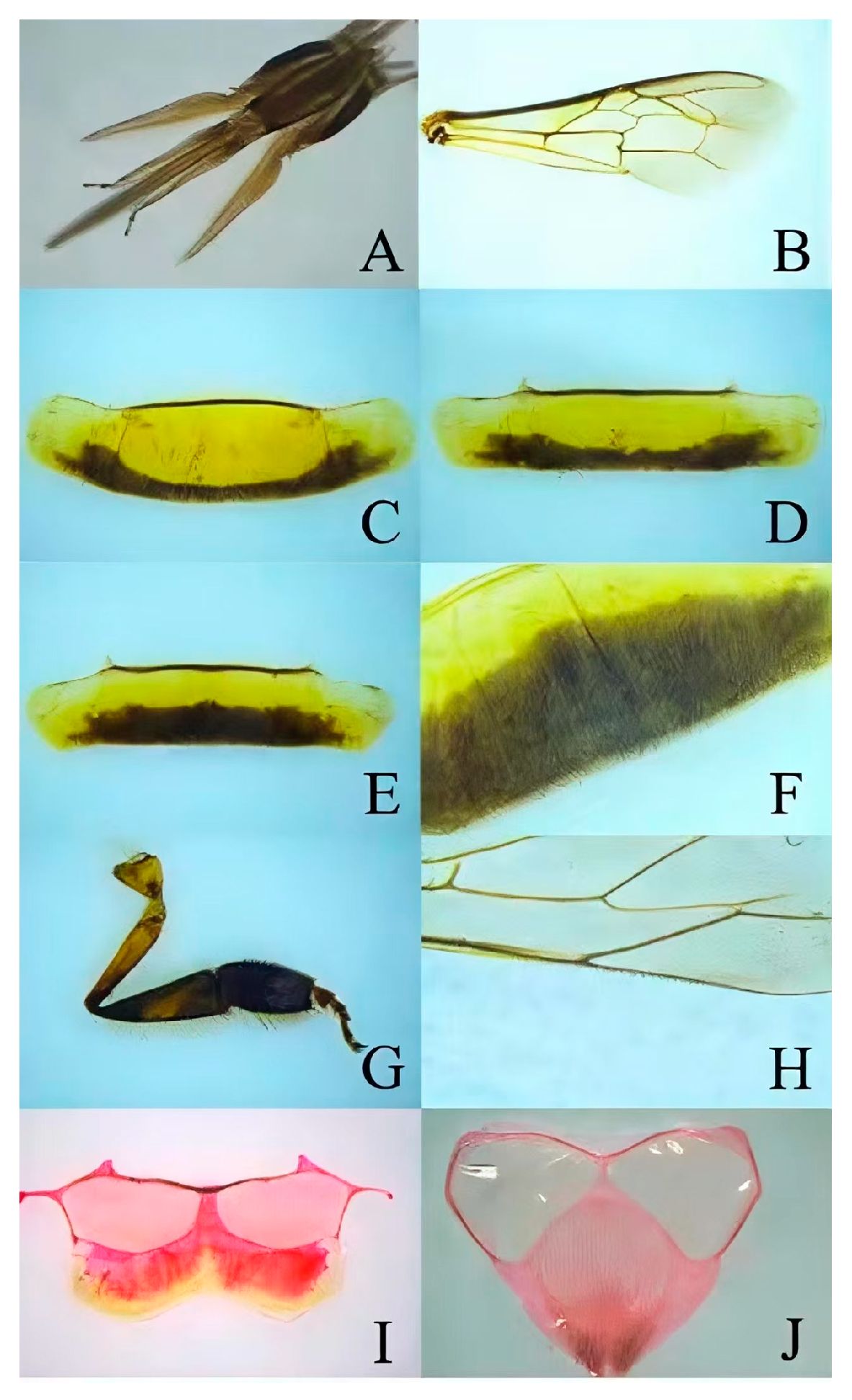 Effects of Queen Rearing Technology of Apis cerana by Cutting Comb on ...