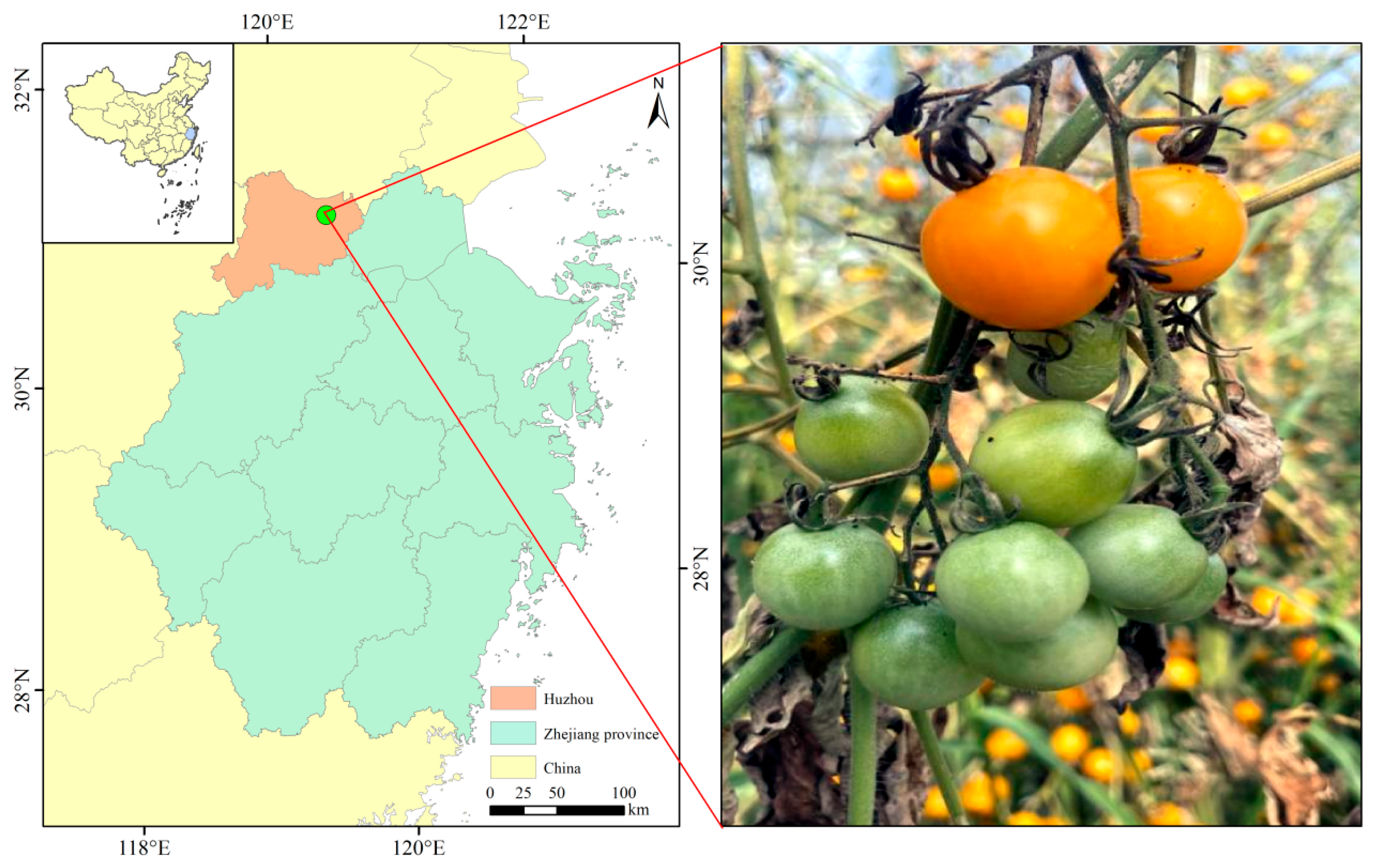 TSE-YOLO: A Model for Tomato Ripeness Segmentation