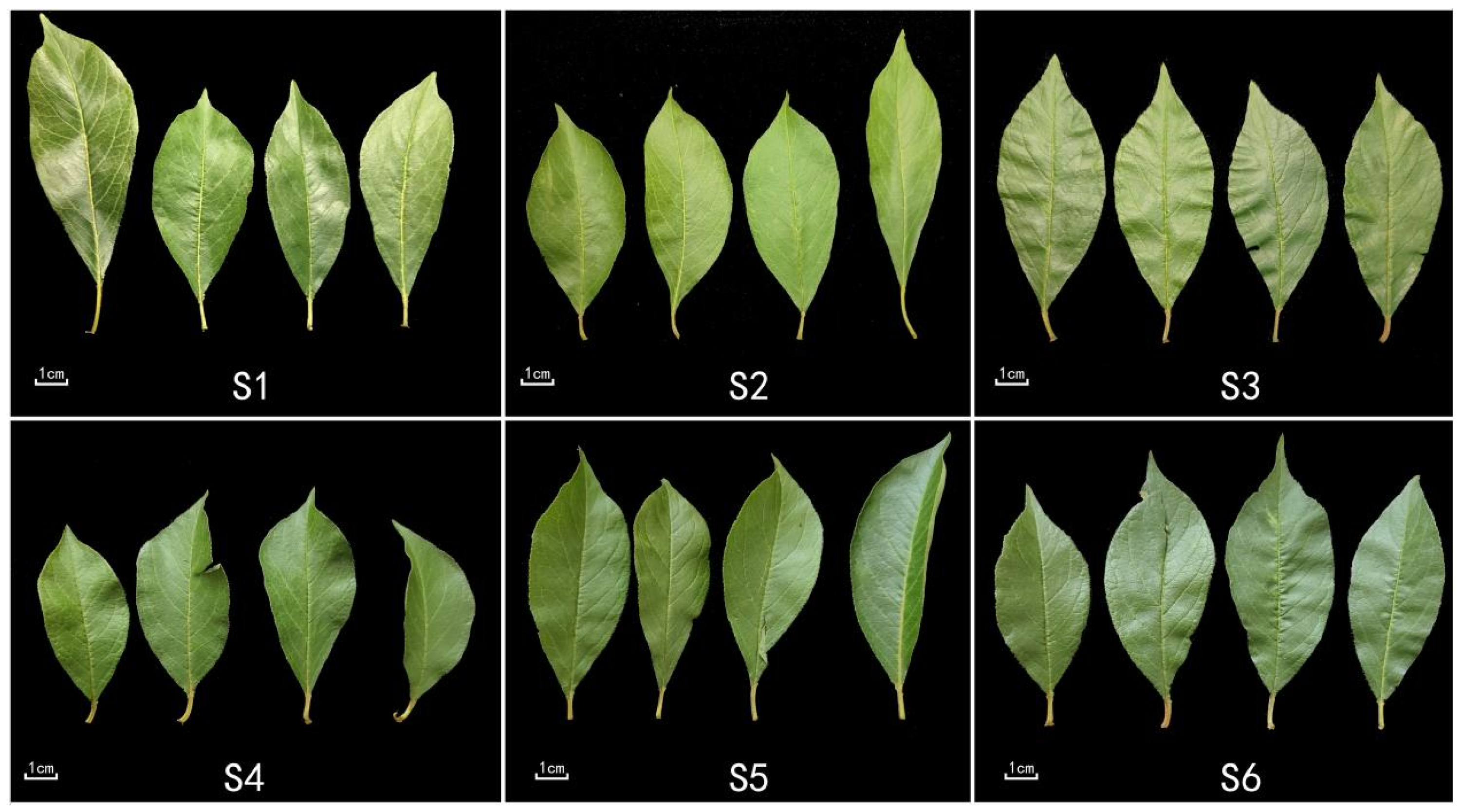 Diversity Analysis of Leaf Phenotypic and Fruit Quality Traits Among ...