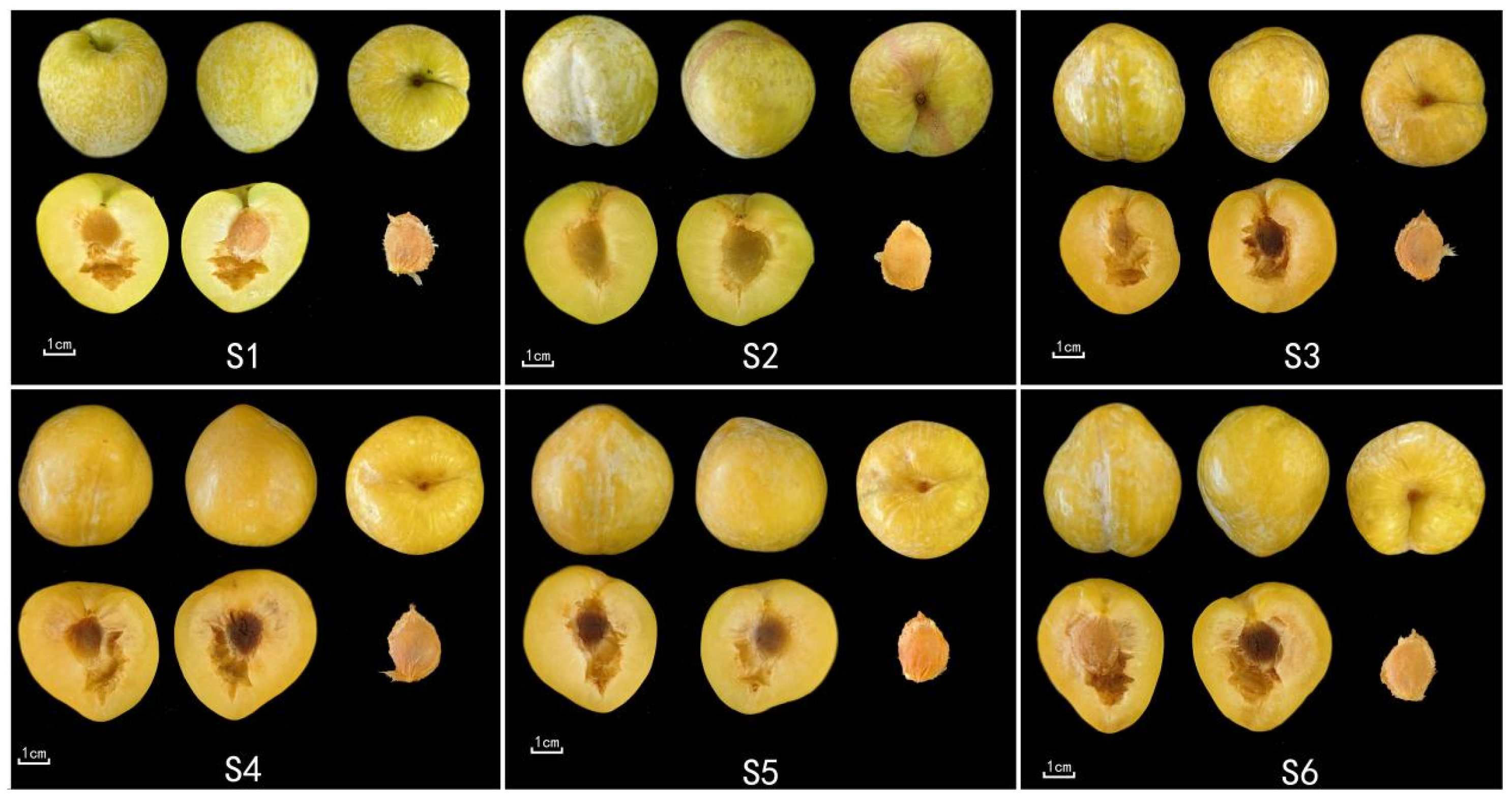 Diversity Analysis of Leaf Phenotypic and Fruit Quality Traits Among ...