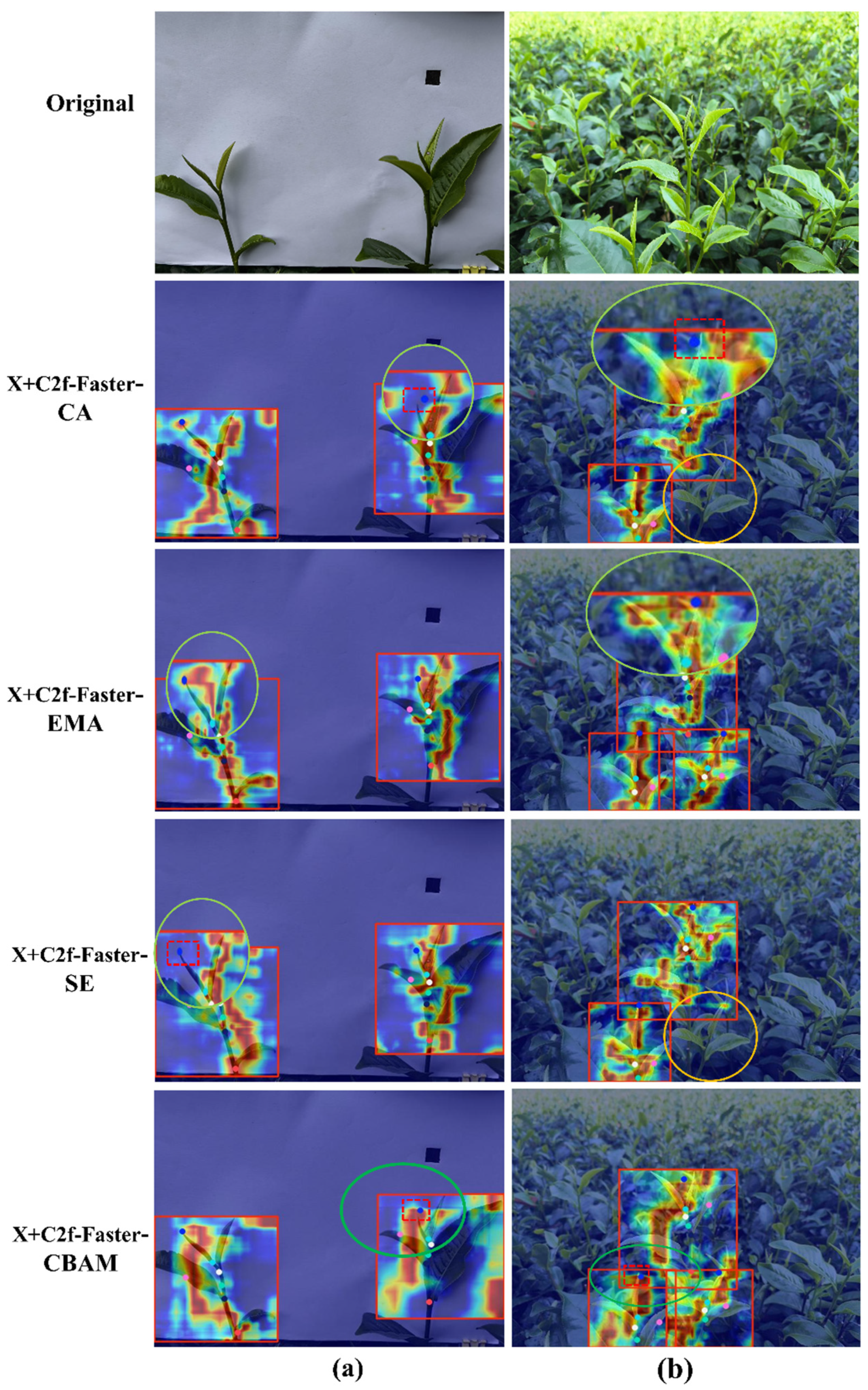Rapid Extraction of Tea Bud Phenotypic Parameters ‘In Situ’ Combining ...