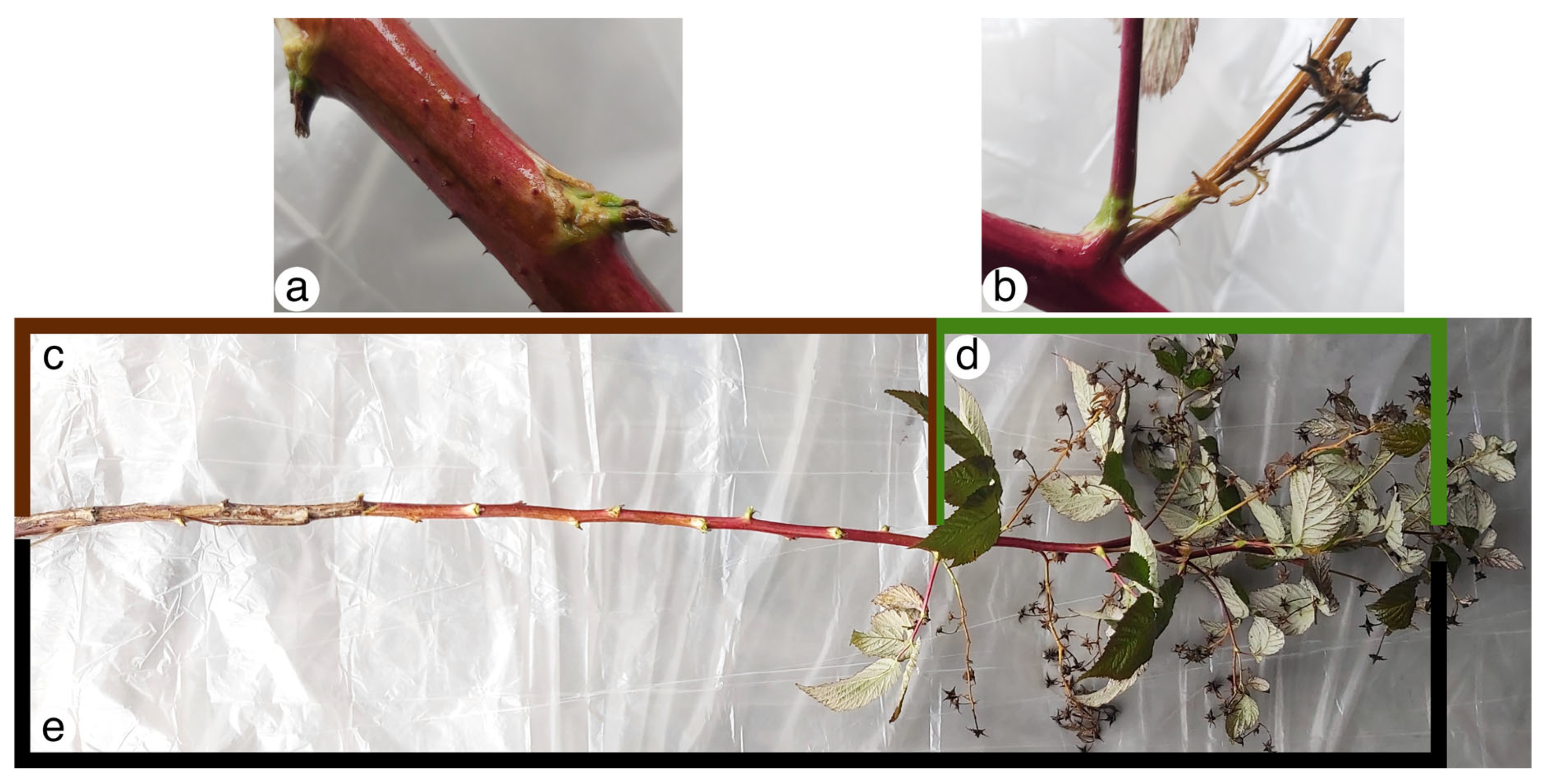 Effects of Cane Density on Primocane Raspberry Assessed Using UAV-Based ...