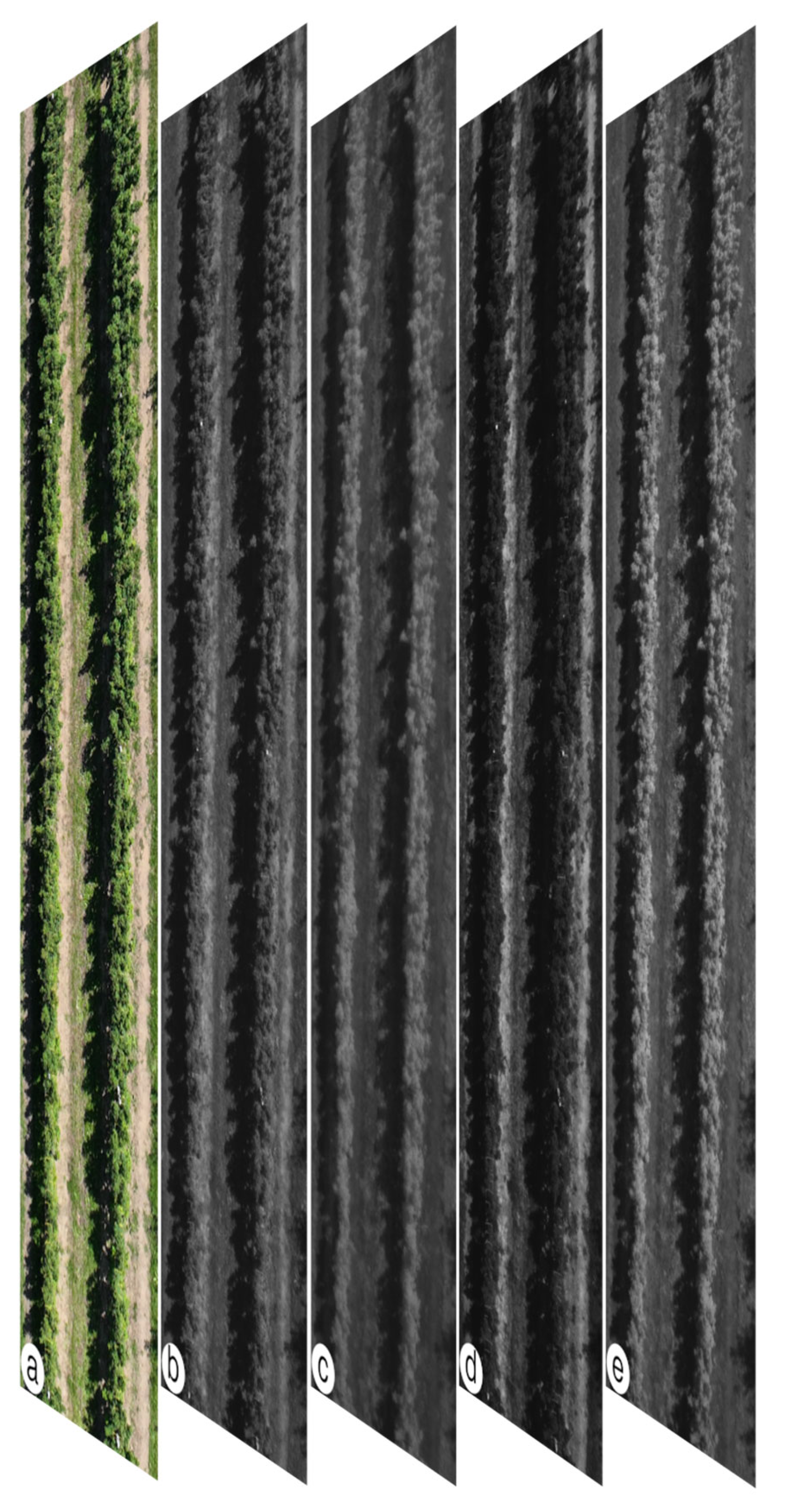 Effects of Cane Density on Primocane Raspberry Assessed Using UAV-Based ...
