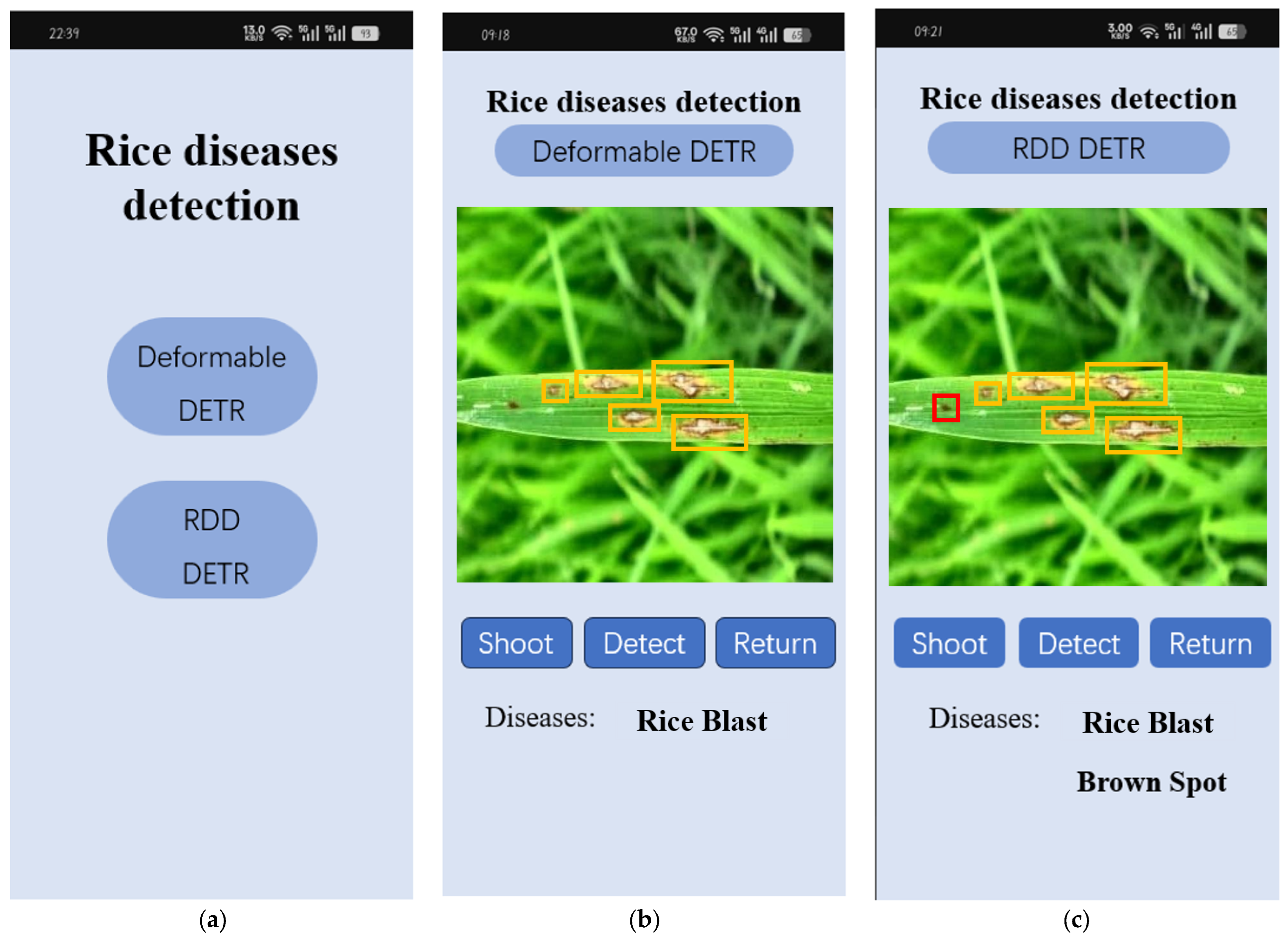 RDD-DETR Algorithm for Full-Scale Detection of Rice Diseases
