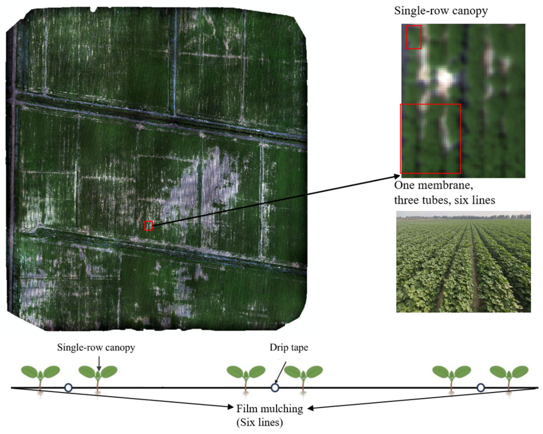 A Multi-Spatial Scale Integration Framework of UAV Image Features and ...