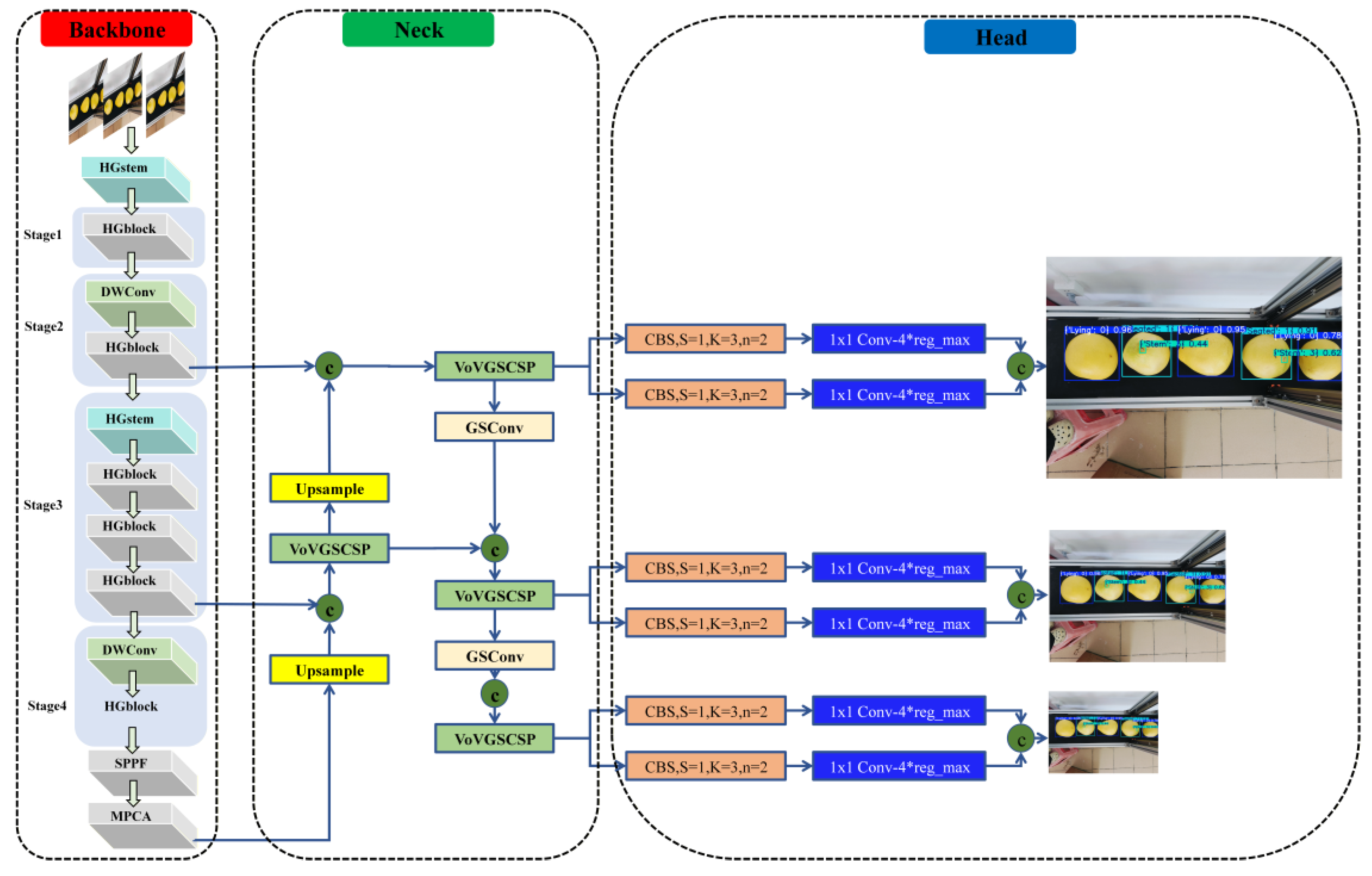 Automated Pomelo Posture Detection: A Lightweight Deep Learning ...