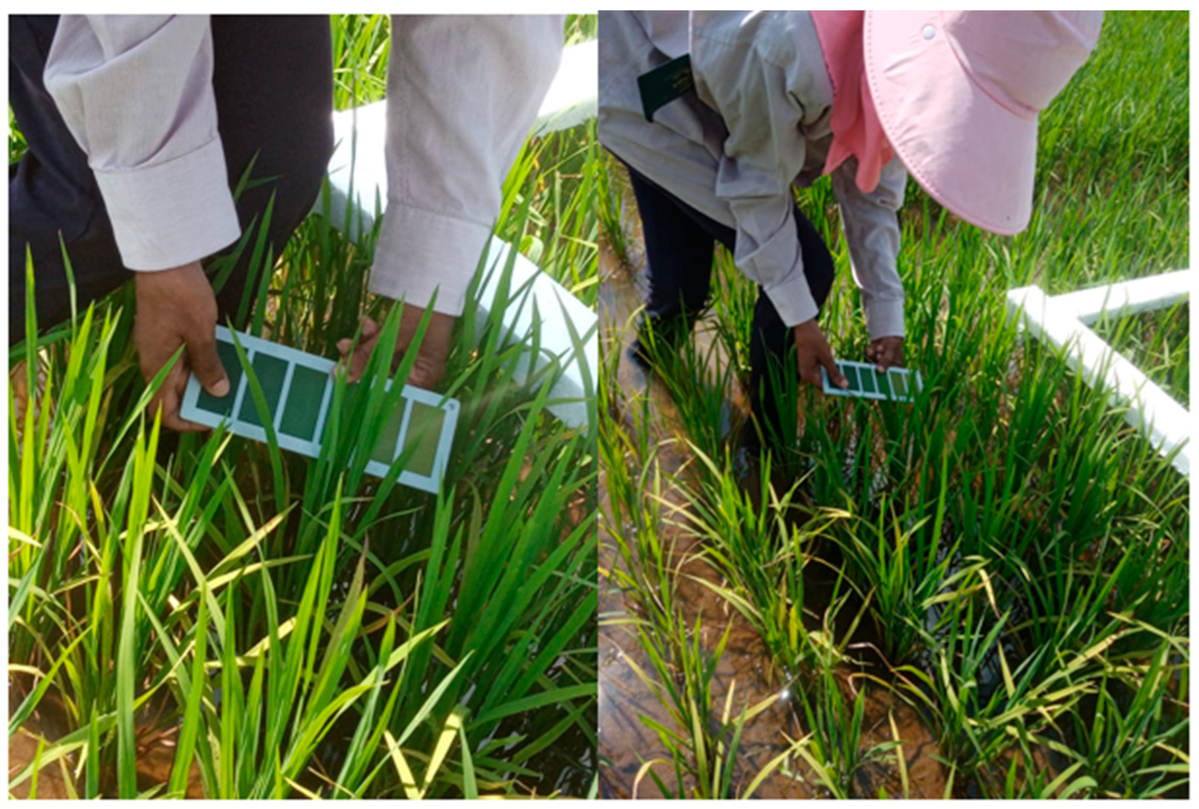 Digitization of Field Rice Leaf Greenness (LCC 3 and 4) Using Drone ...