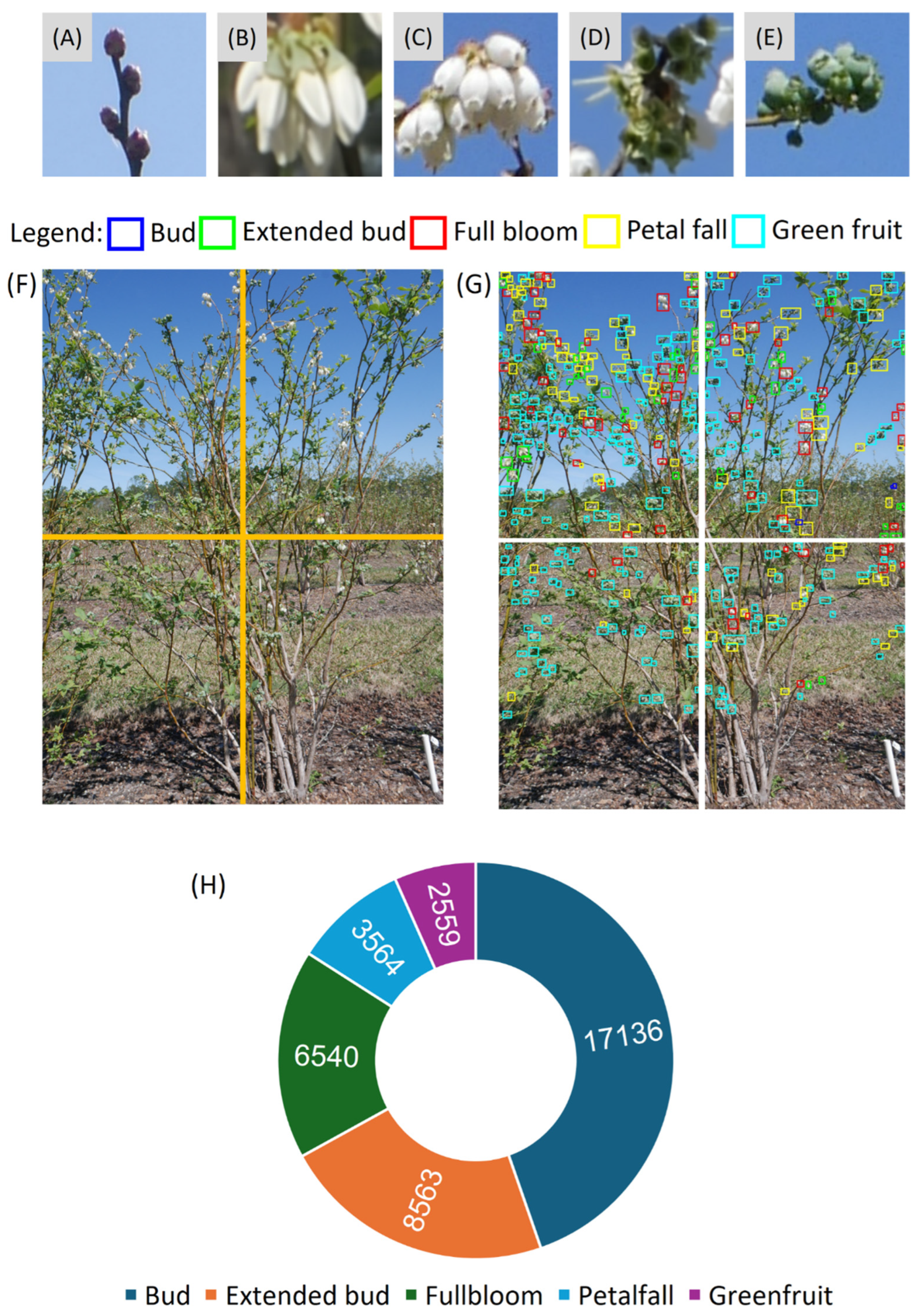 BerryFlowerNet: A Customized Convolutional Neural Network for Blueberry ...