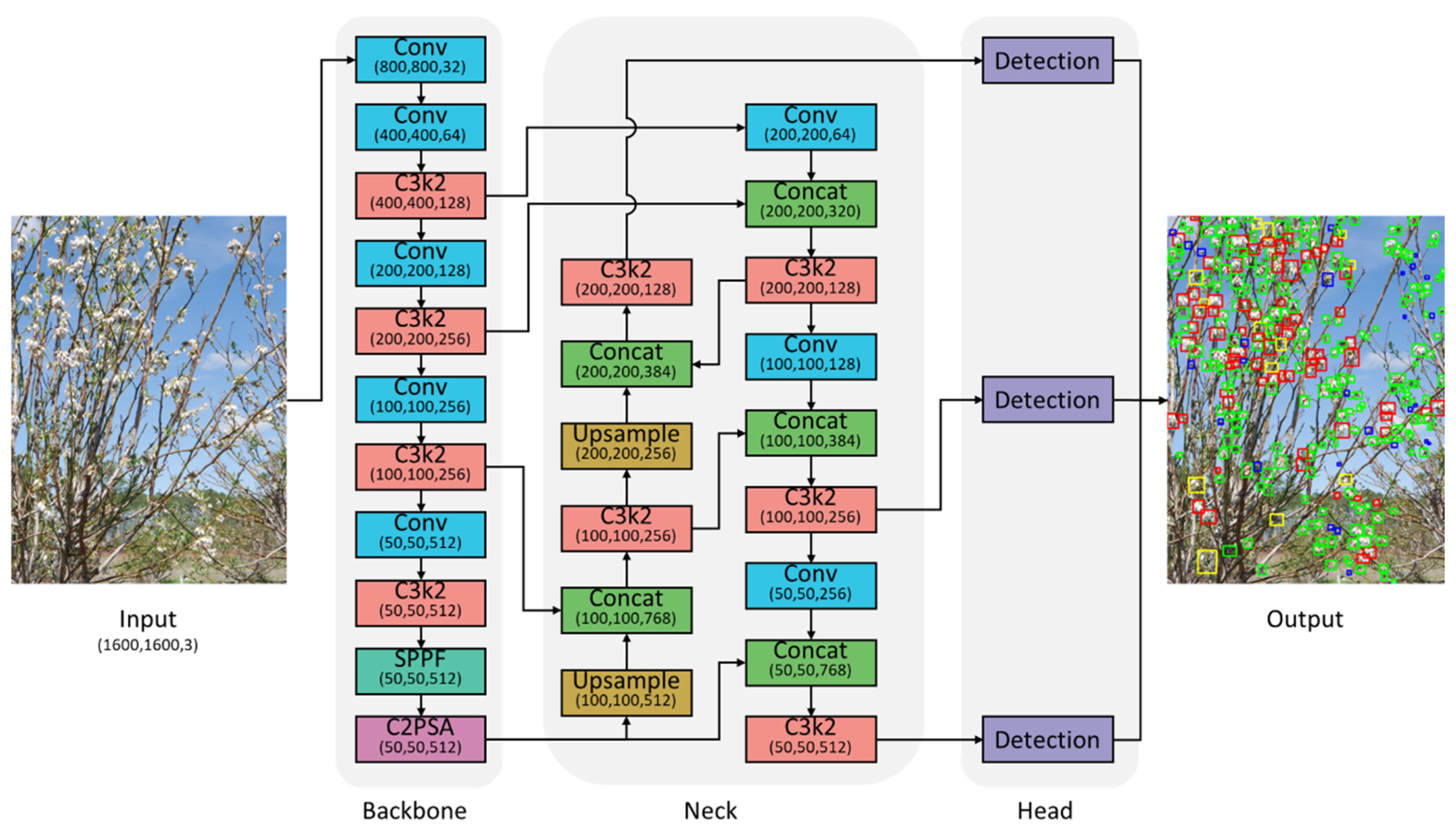 BerryFlowerNet: A Customized Convolutional Neural Network for Blueberry ...