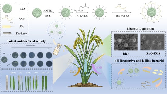 Fabrication of Zinc Oxide–Chitooligosaccharide-Based pH-Responsive Nanoparticles for Rice Bacterial Blight Management