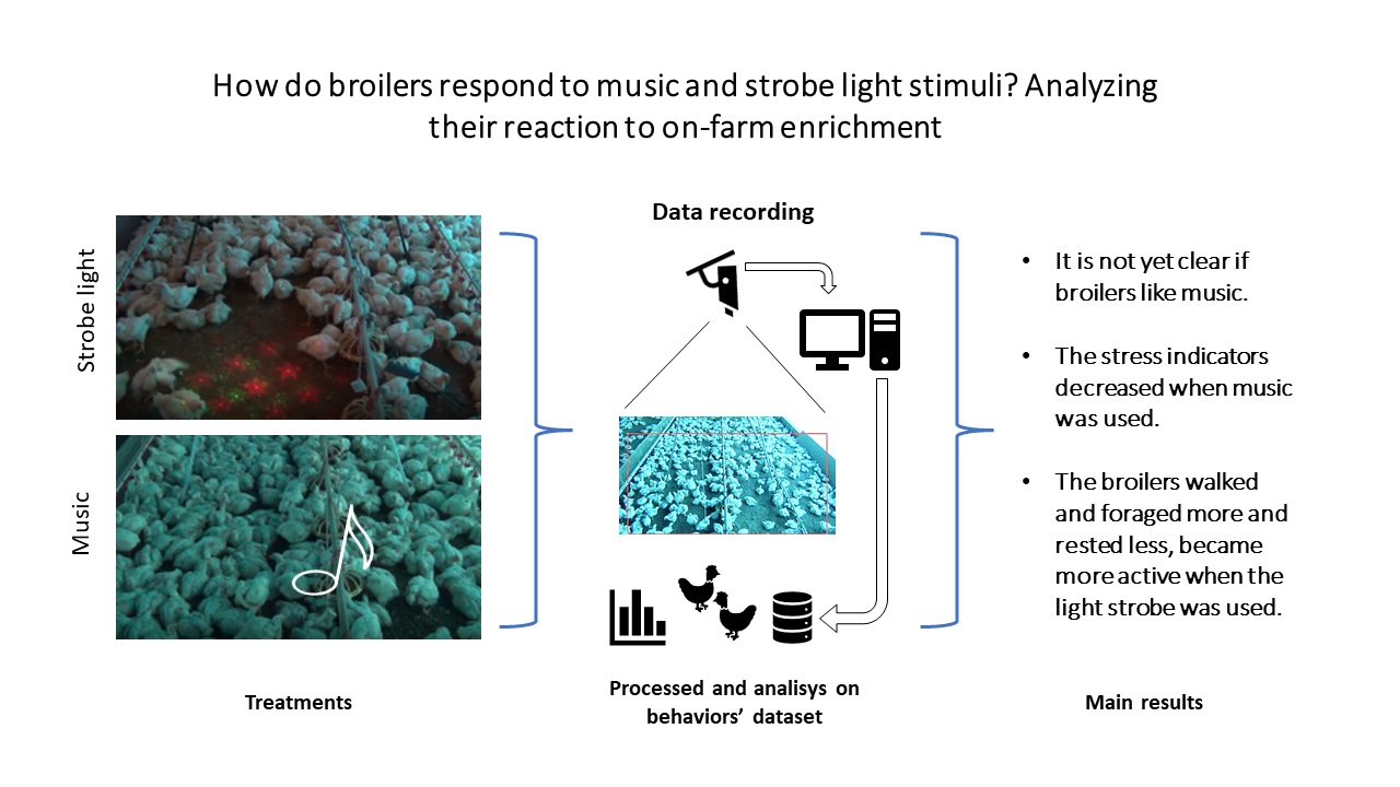 AgriEngineering | Free Full-Text | Does Environmental Enrichment Music and Strobe Light Affect Broilers&rsquo; Welfare? Analyzing Their On-Farm Reaction