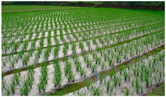 Agronomy | Free Full-Text | An Opportunity for Regenerative Rice ...