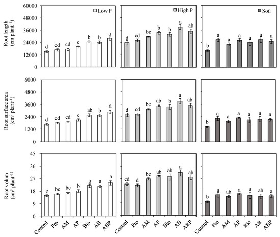 Phosphate Uptake is Correlated with the Root Length of