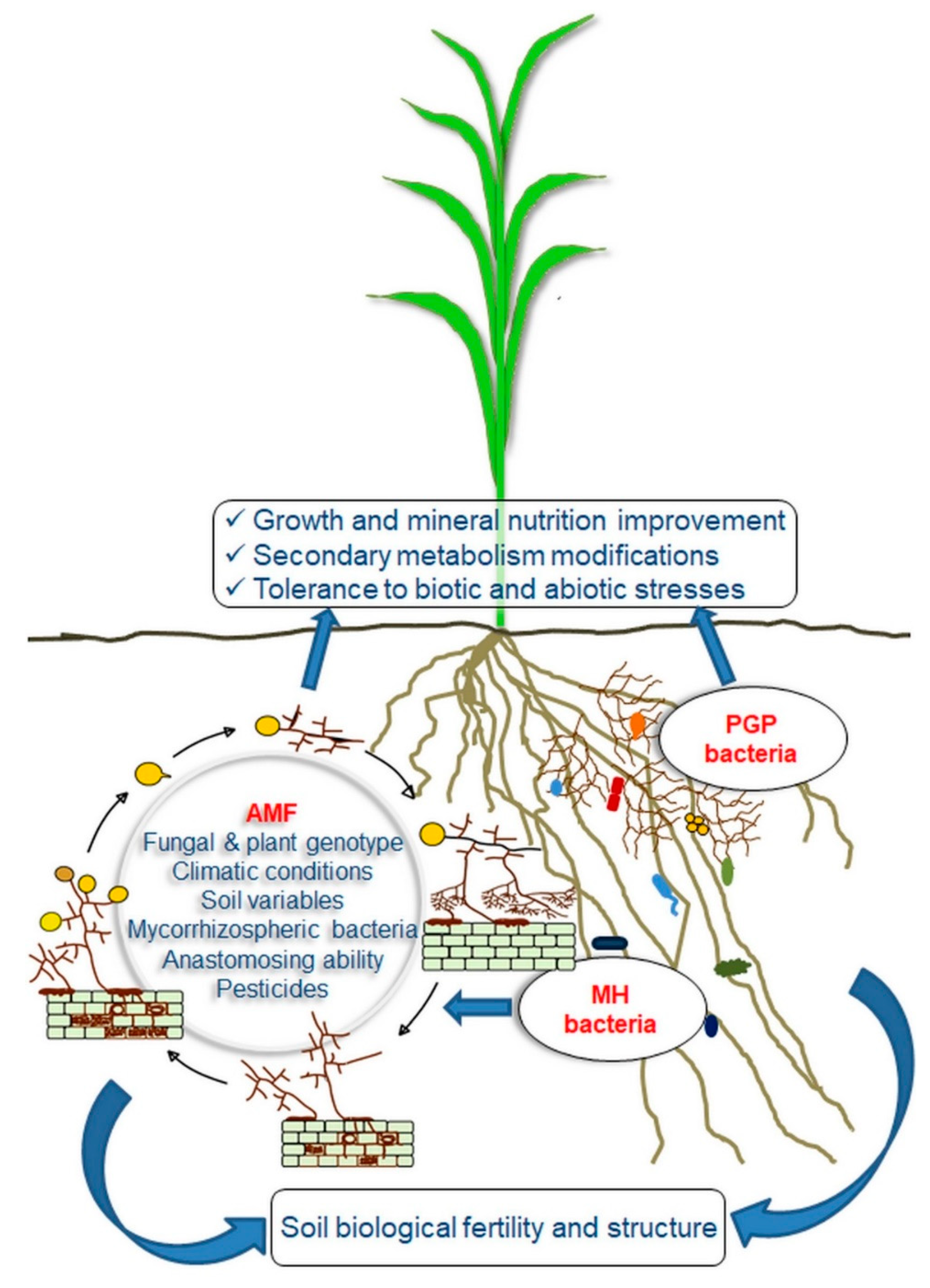 Agronomy | Free Full-Text | Arbuscular Mycorrhizal Fungi and Associated  Microbiota as Plant Biostimulants: Research Strategies for the Selection of  the Best Performing Inocula