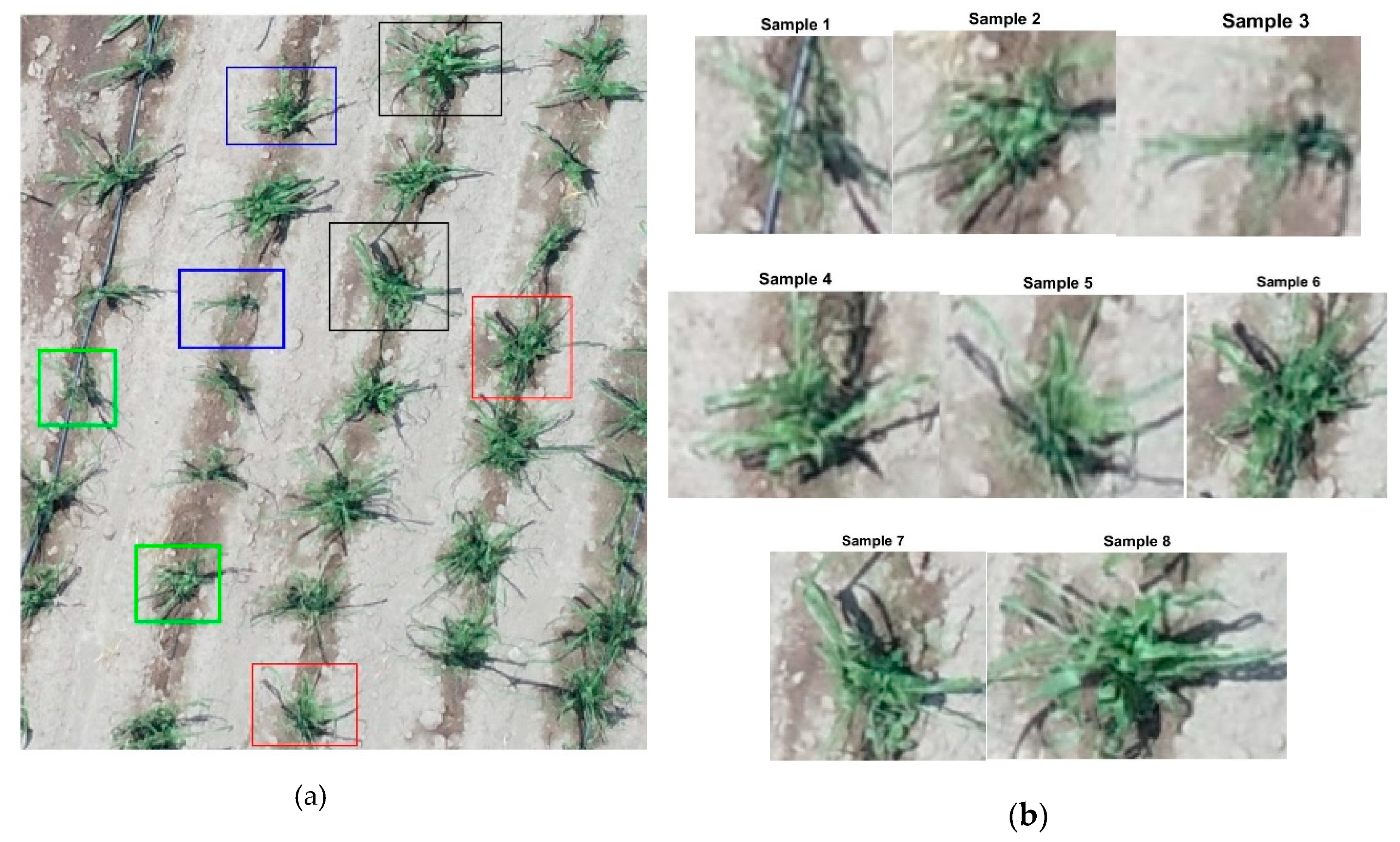 Agronomy | Free Full-Text | Digital Count of Corn Plants Using Images Taken Unmanned Aerial and Cross Correlation of Templates