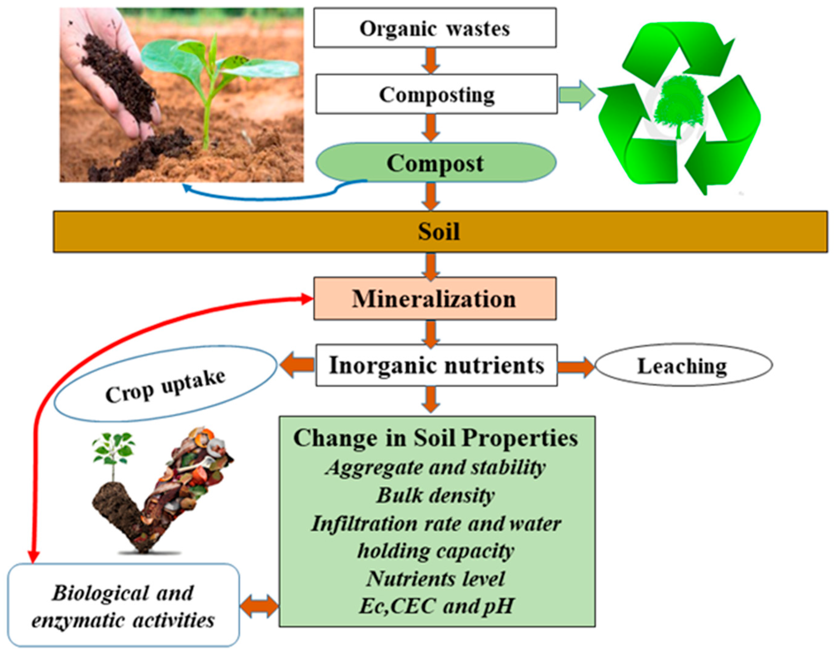 How Aerated Compost Tea Can Help Improve Soil Health and Plant Growth