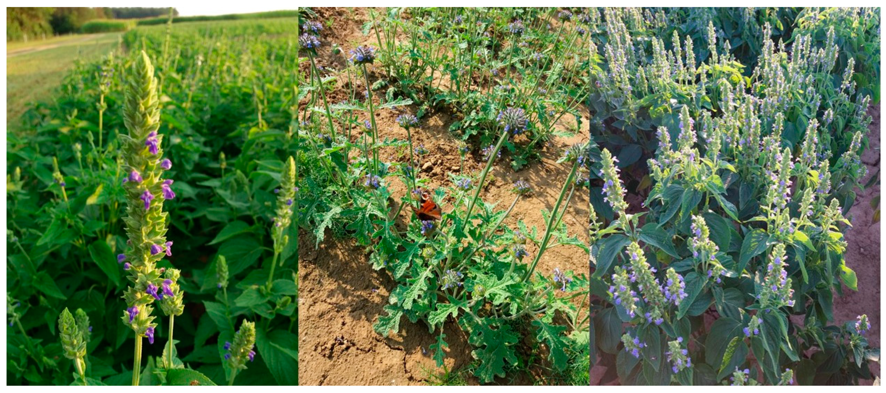 Semi di Chia Online - Salvia Hispanica