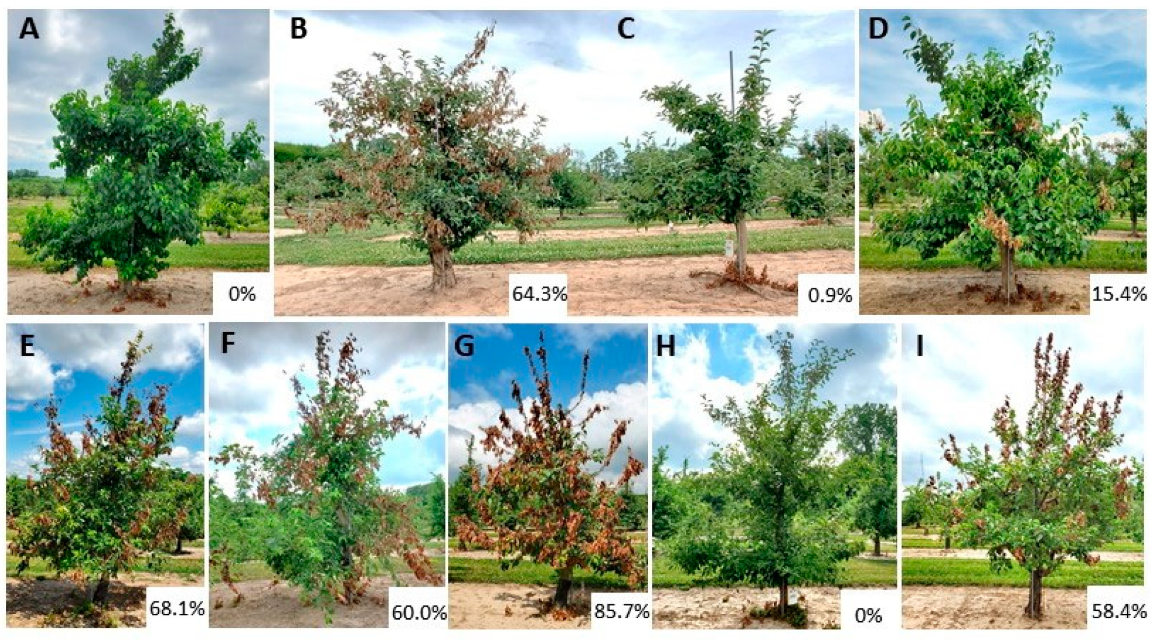 https://pub.mdpi-res.com/agronomy/agronomy-11-00144/article_deploy/html/images/agronomy-11-00144-g001.png?1610613027