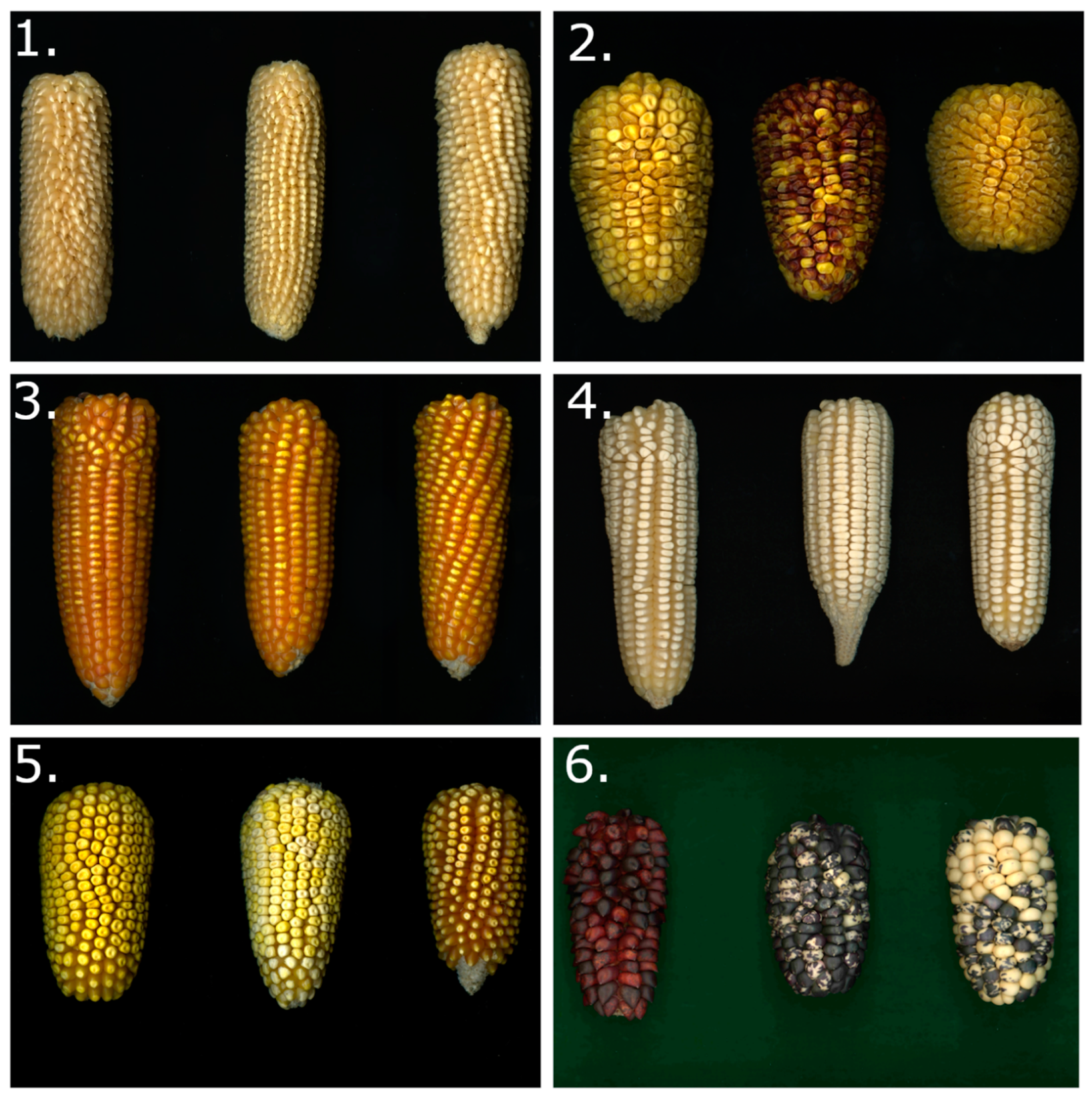 Agronomy | Free Full-Text | Conservation and Use of Latin American Maize  Diversity: Pillar of Nutrition Security and Cultural Heritage of Humanity