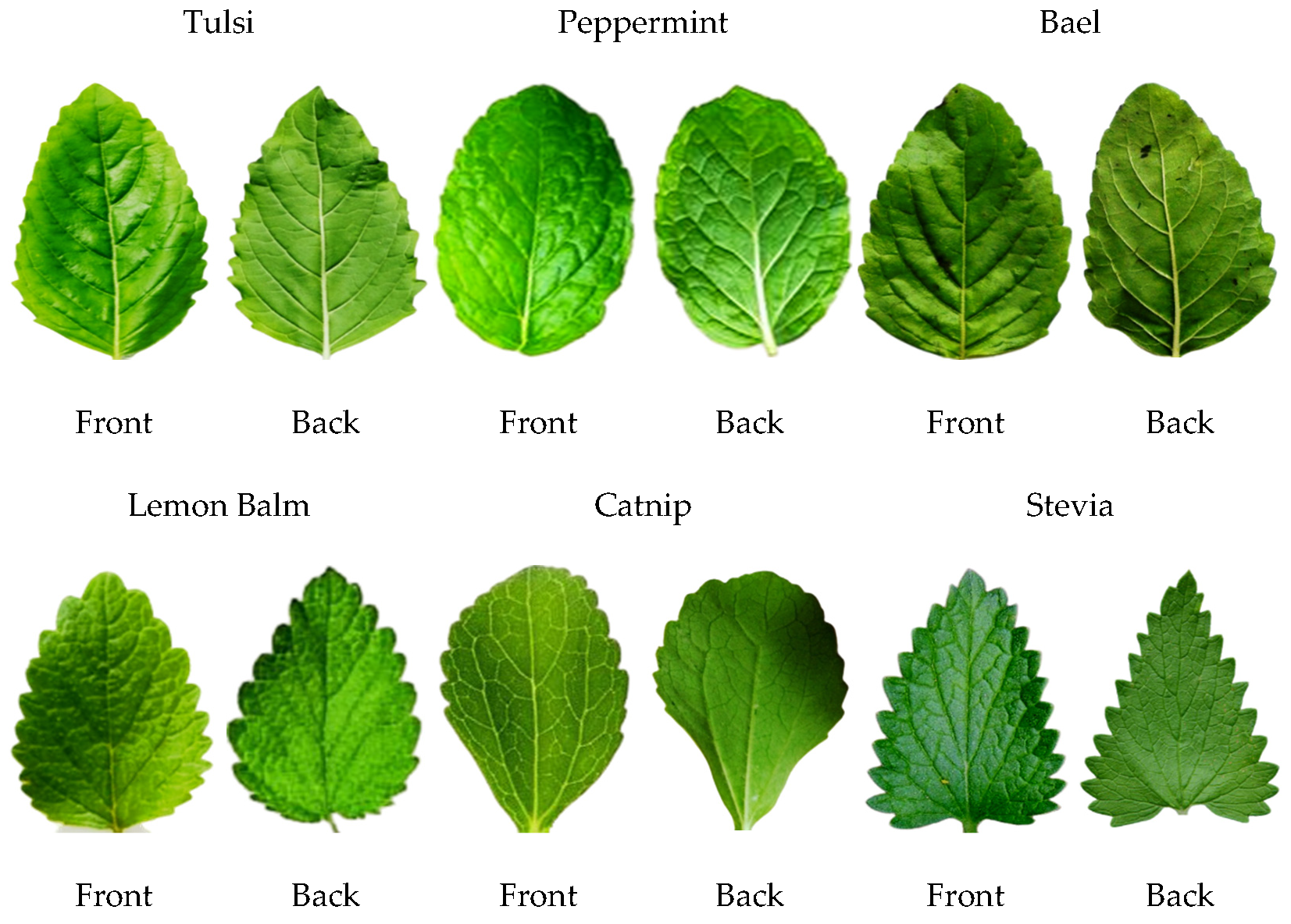 Agronomy Free Full Text The Classification Of Medicinal Plant Leaves Based On Multispectral And Texture Feature Using Machine Learning Approach