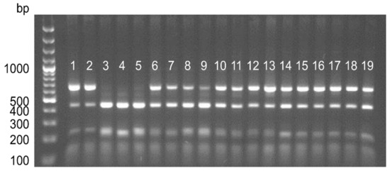 ＩＳＡ Genetic and Epigenetic Interactions Involved in Senescence