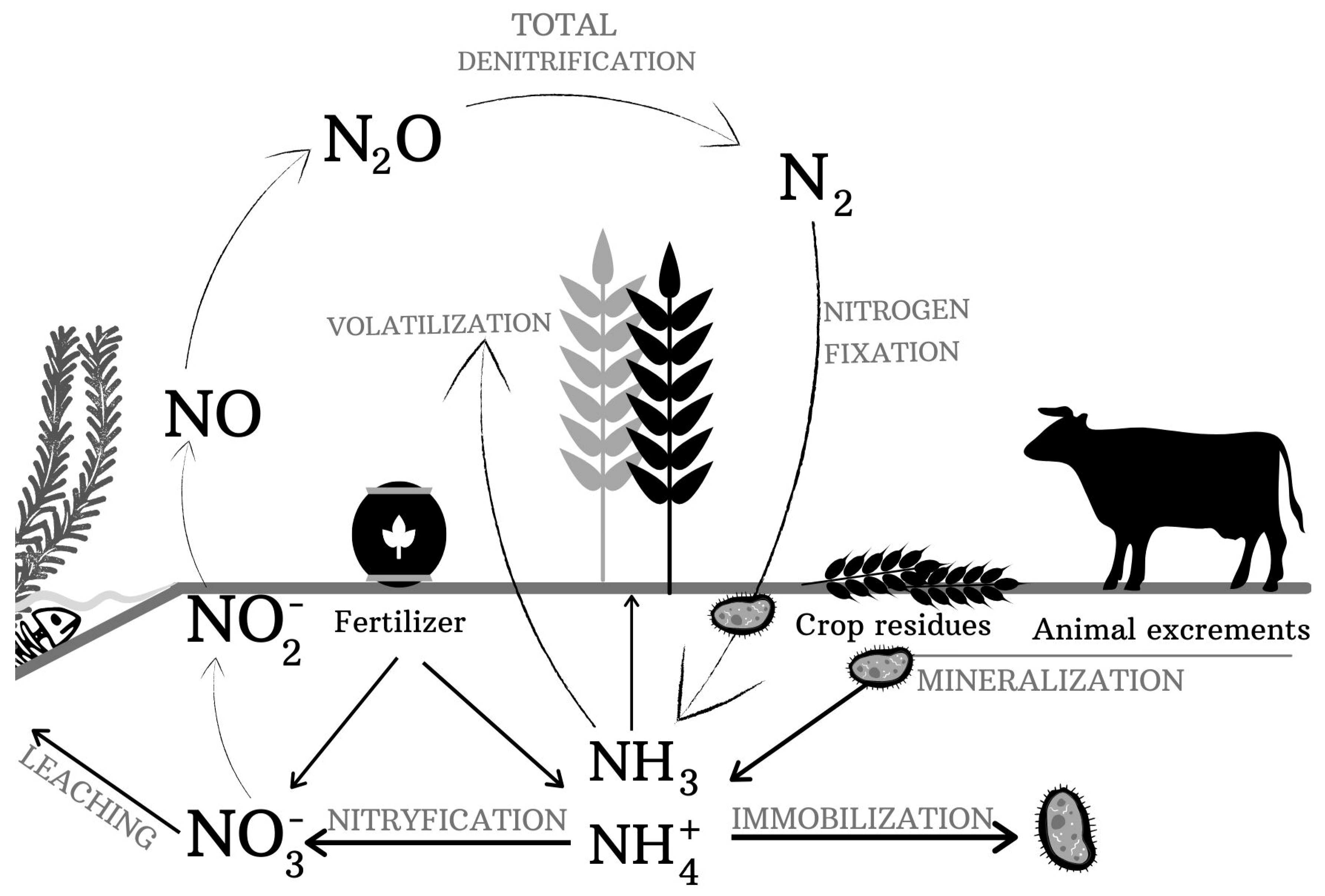 Agronomy | Free Full-Text | The Significance of Microbial Transformation of  Nitrogen Compounds in the Light of Integrated Crop Management