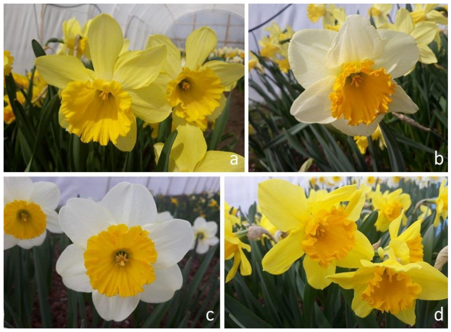 Agronomy Free Full-Text Breeding Aspects of Selected Ornamental Bulbous Crops pic