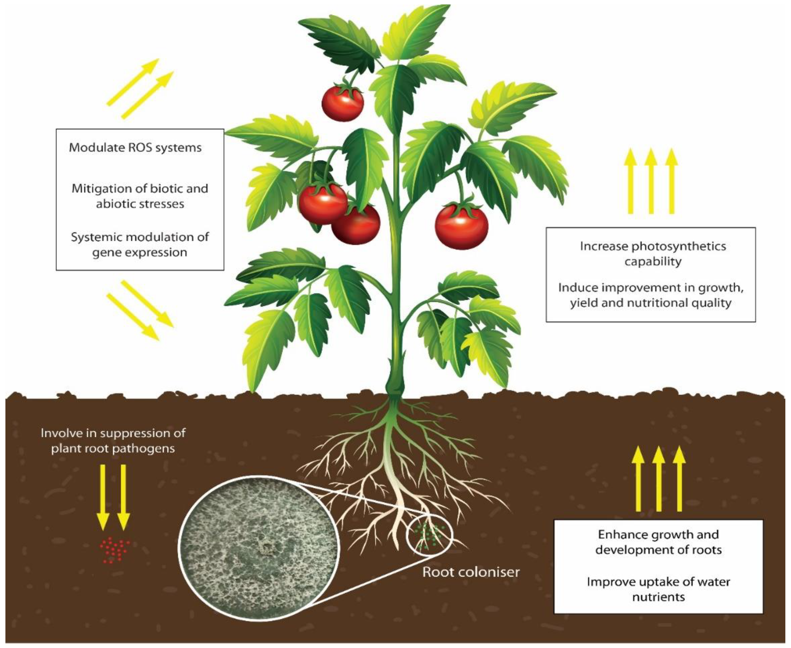 Understanding Soil and Plant Tests for Tomato Growers | Use Results to Improve Yields