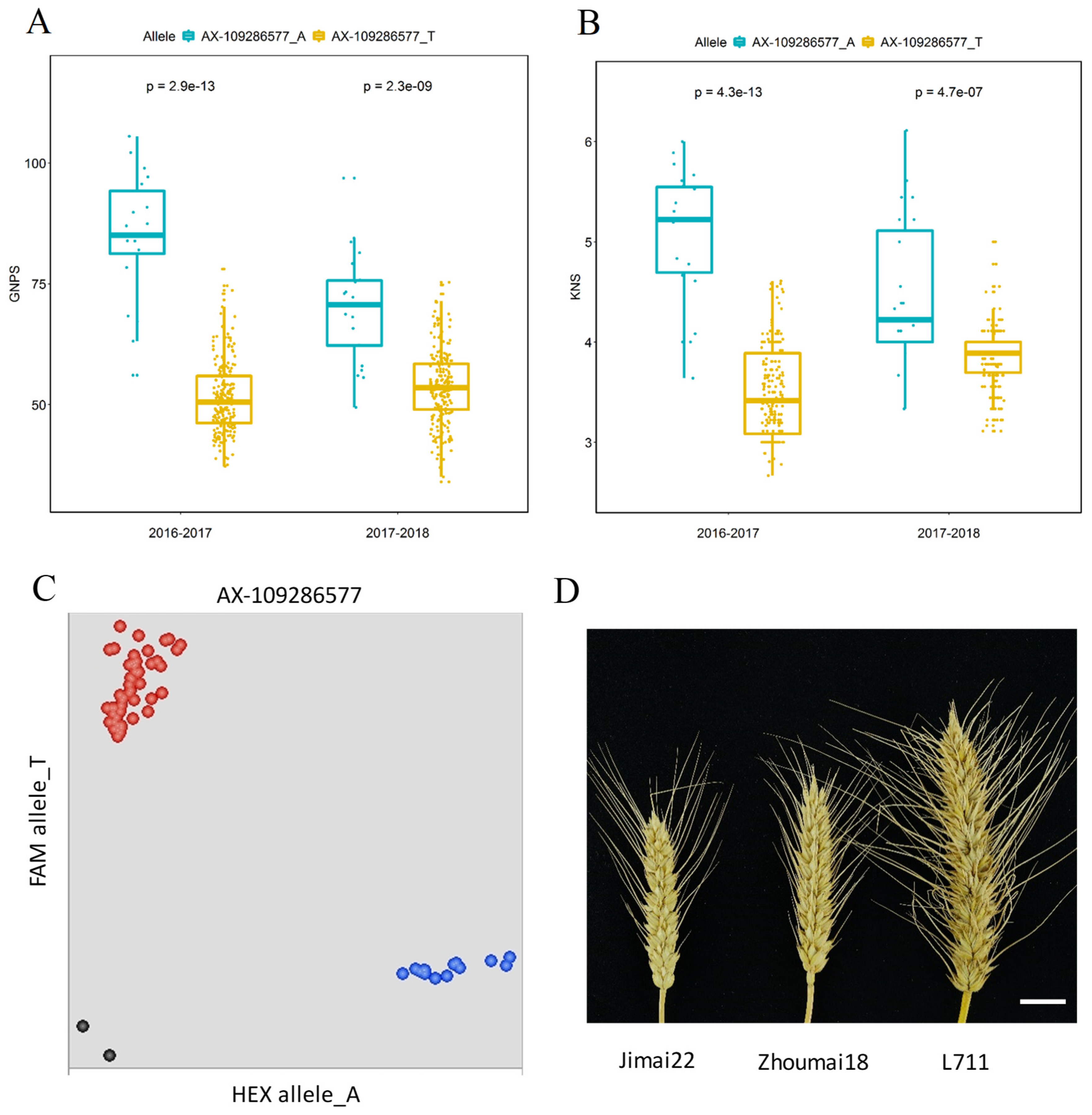 Rice spikelet numbers (a), ear length (b), numbers of grains per spike