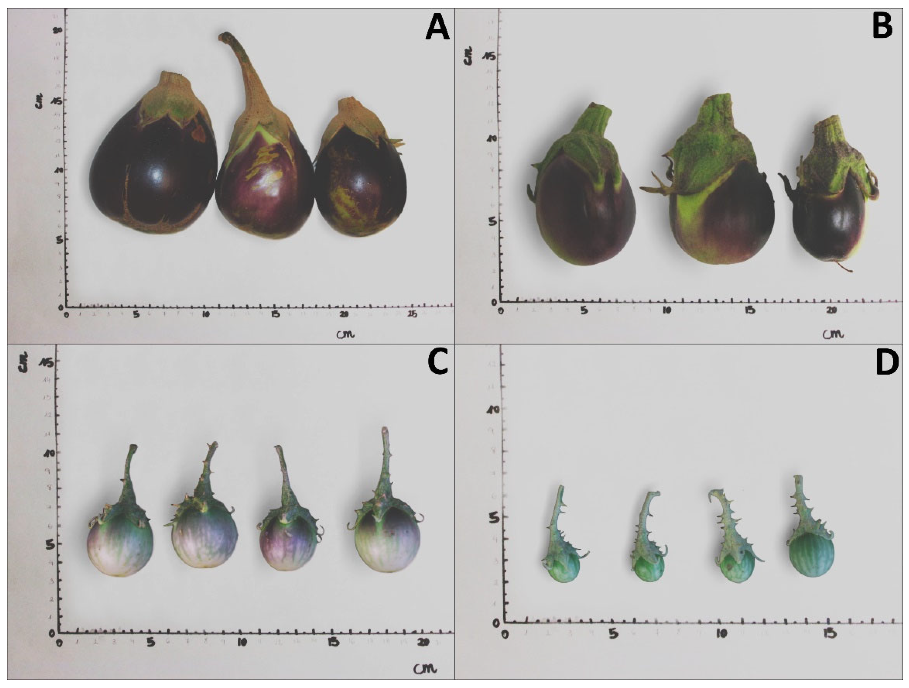 Diversity among accessions of scarlet eggplant complex (S. aethiopicum