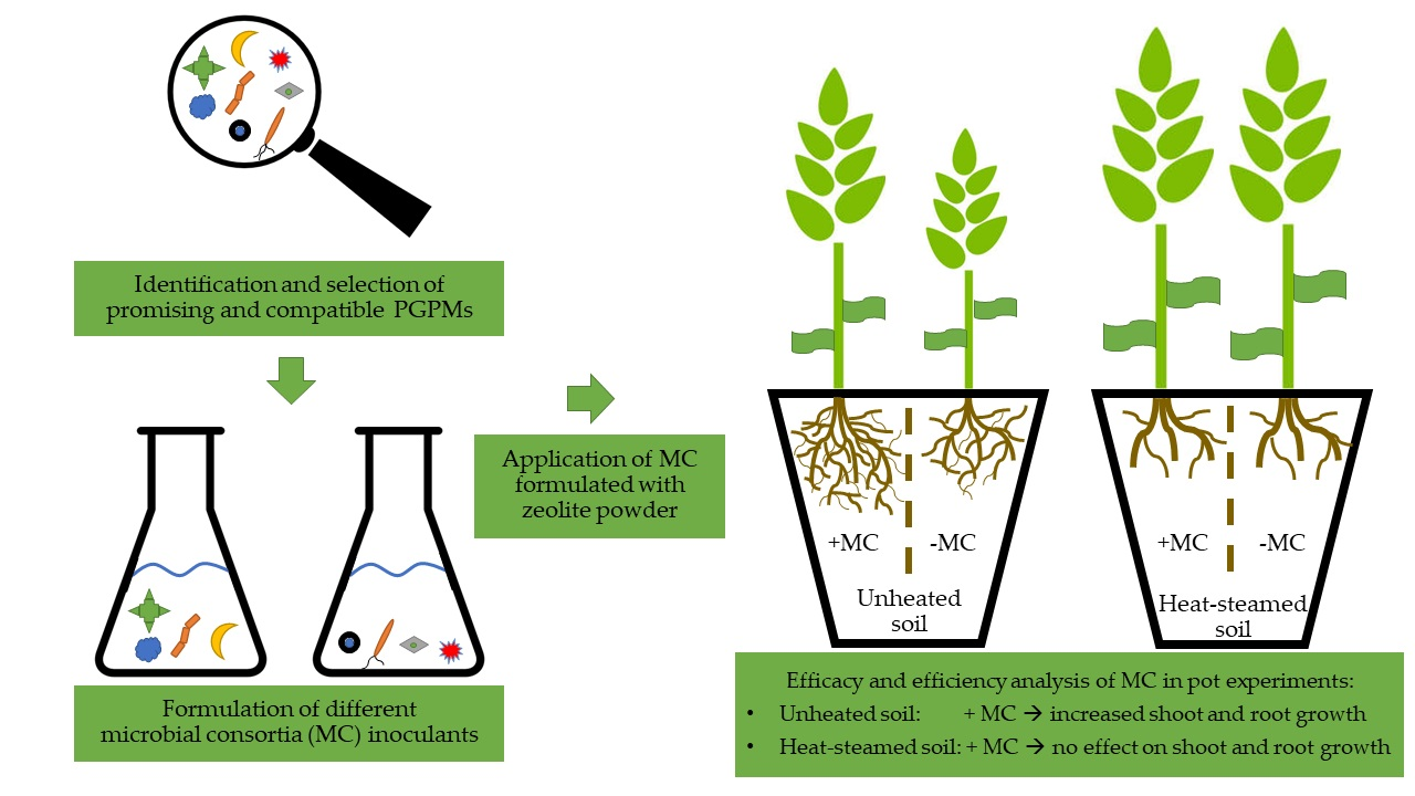 Agronomy Free FullText Effects of MultiSpecies Microbial